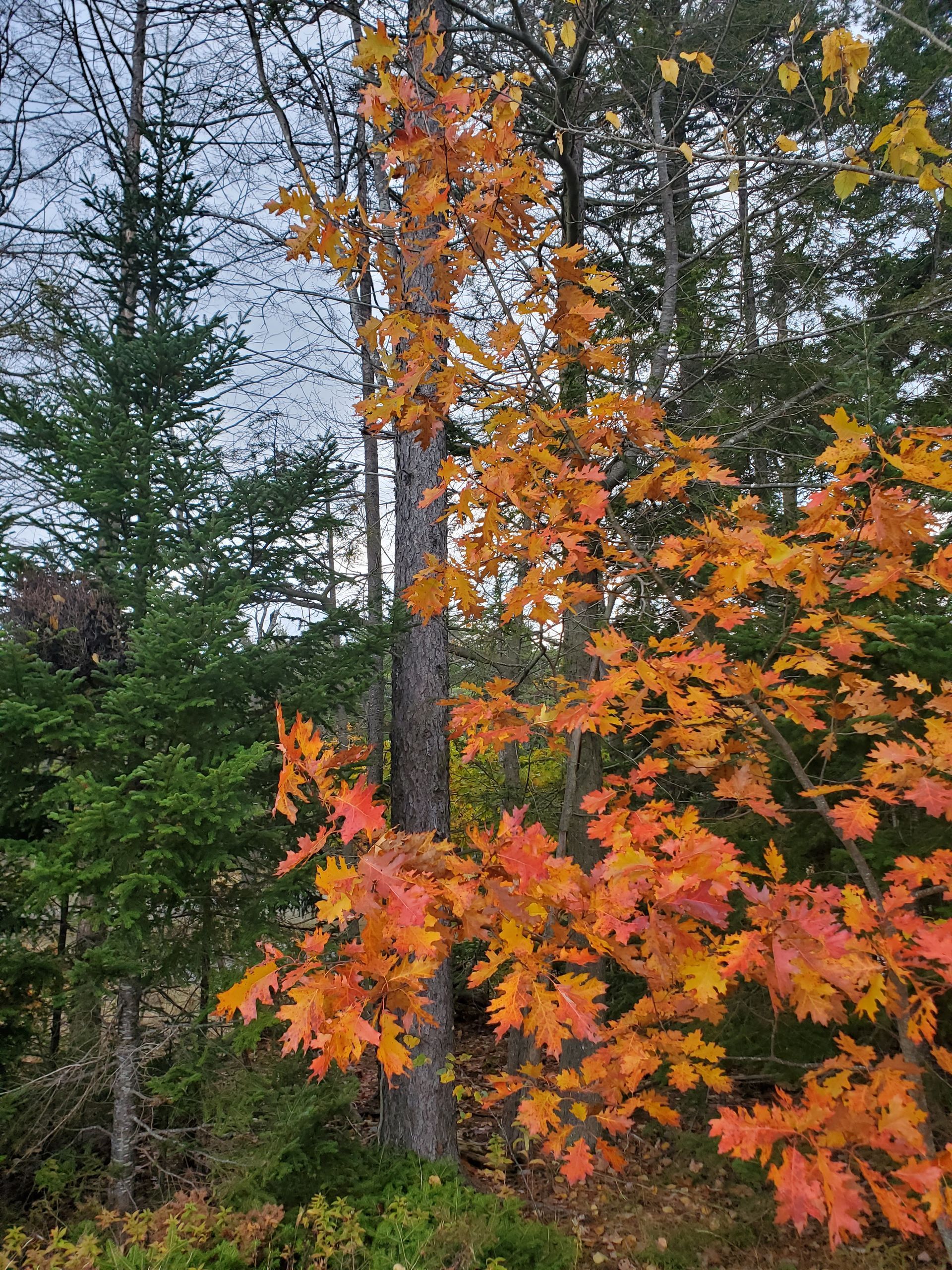 A tree with orange leaves in the middle of a forest.