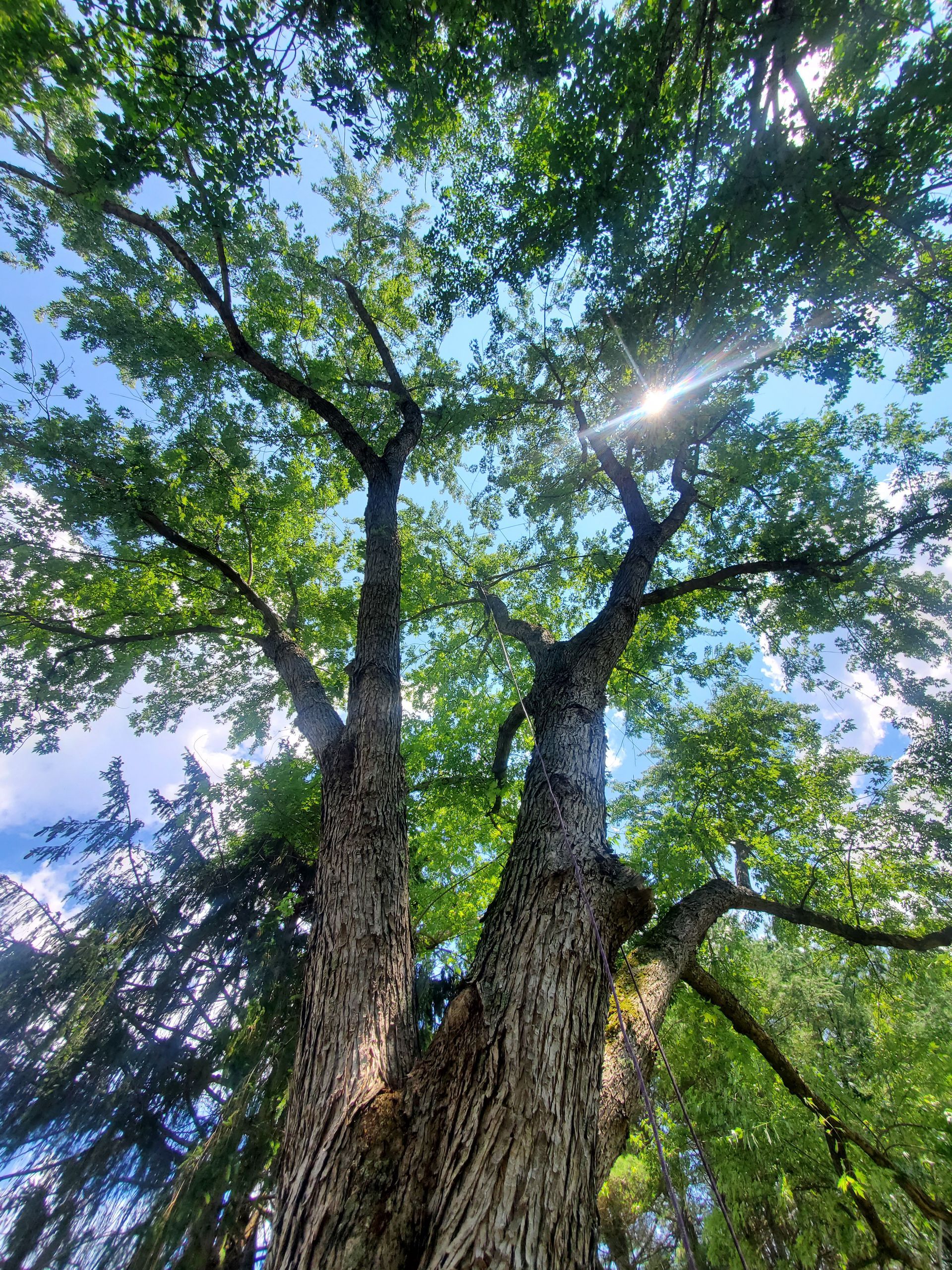 Looking up at a tree with the sun shining through the leaves.