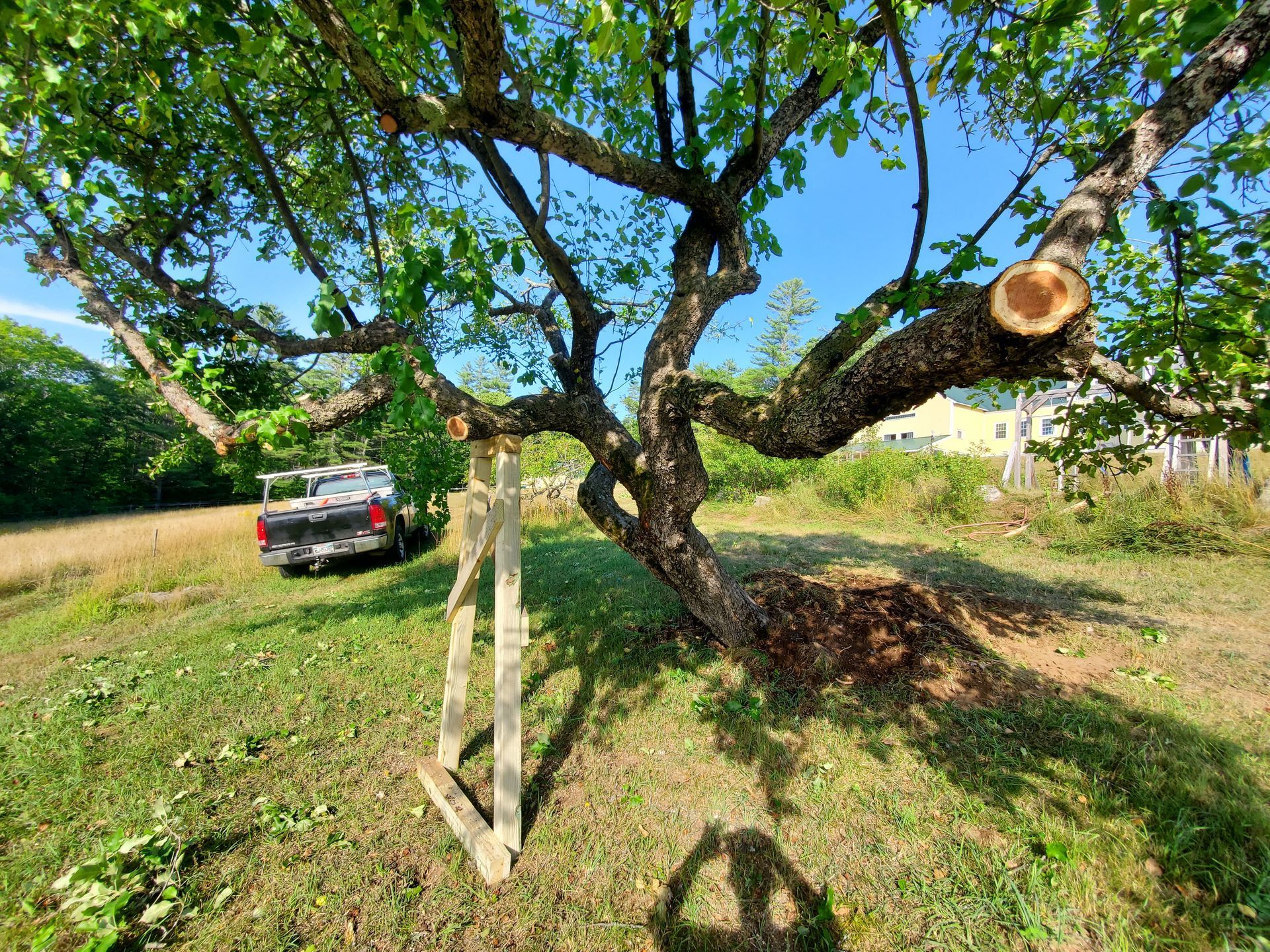 A truck is parked under a tree in a field.