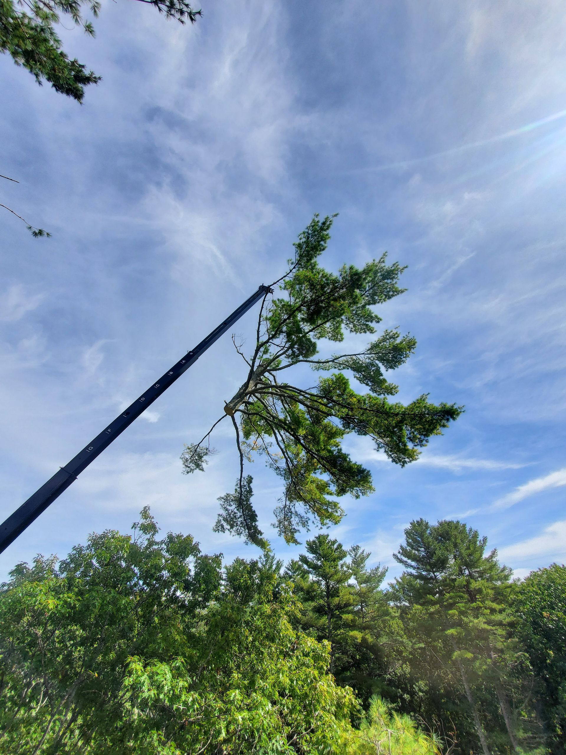 A tree being cut down by a crane with a blue sky in the background