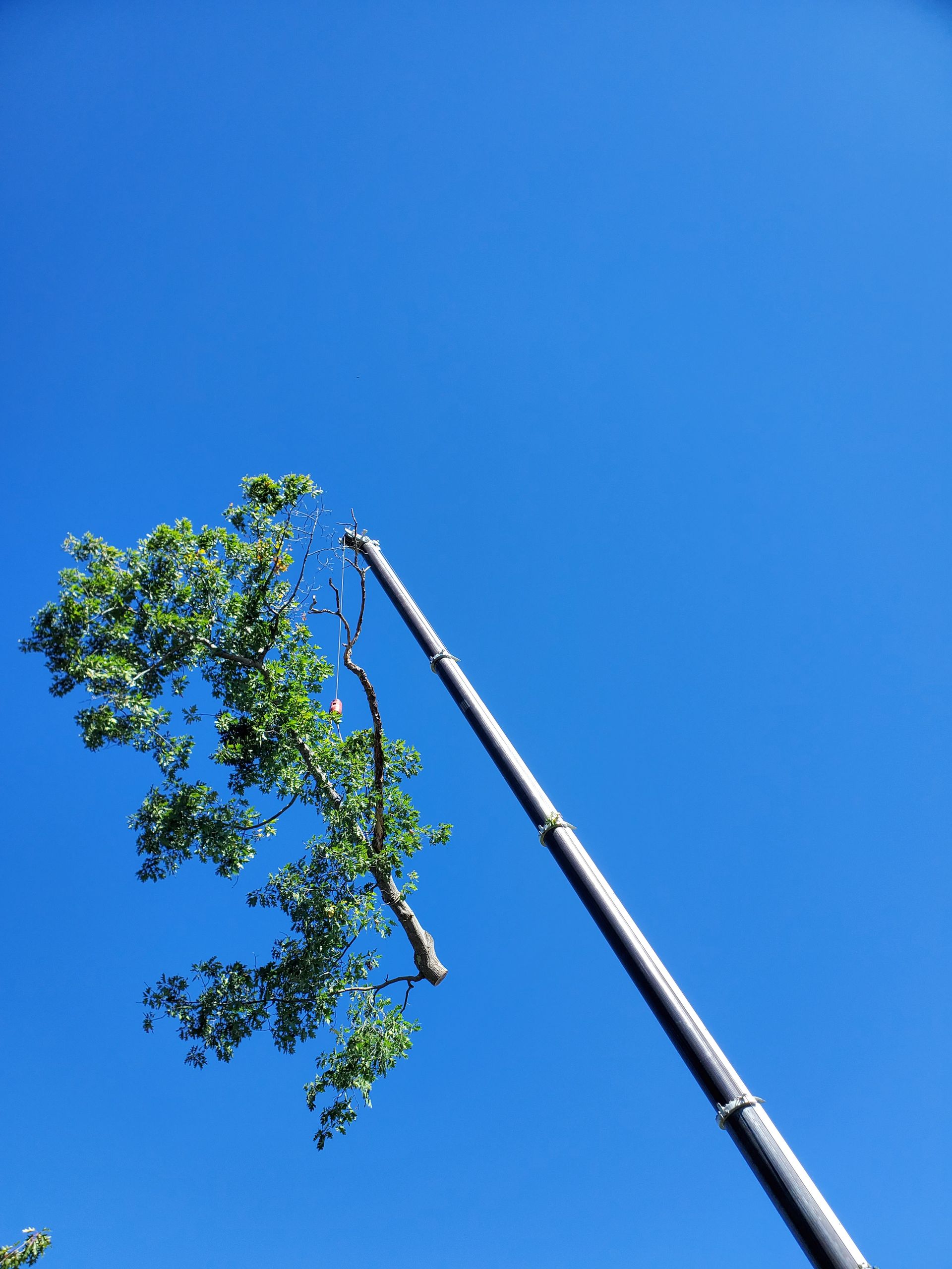 A tree is being cut down by a crane against a blue sky