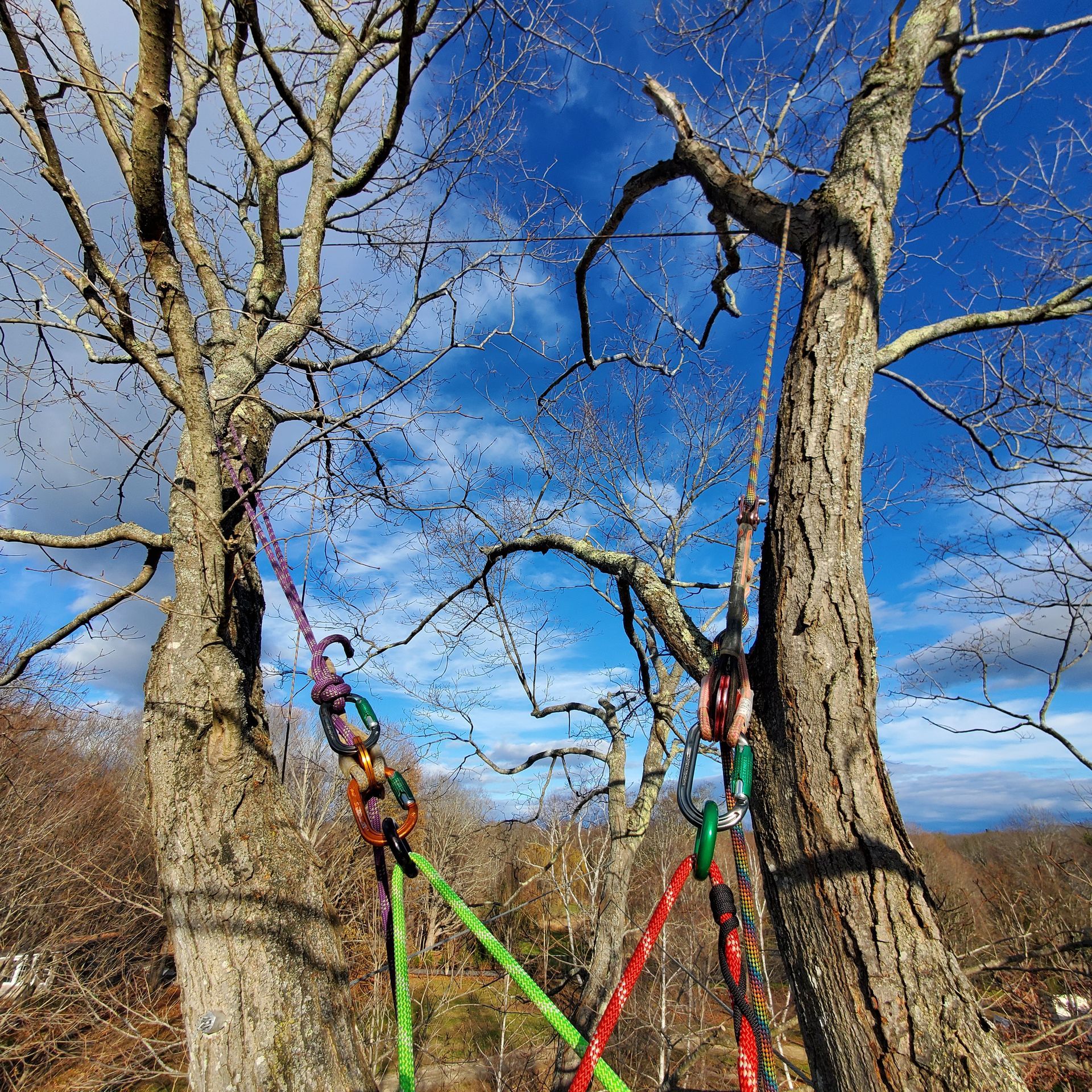 A person is climbing a tree with ropes attached to it.