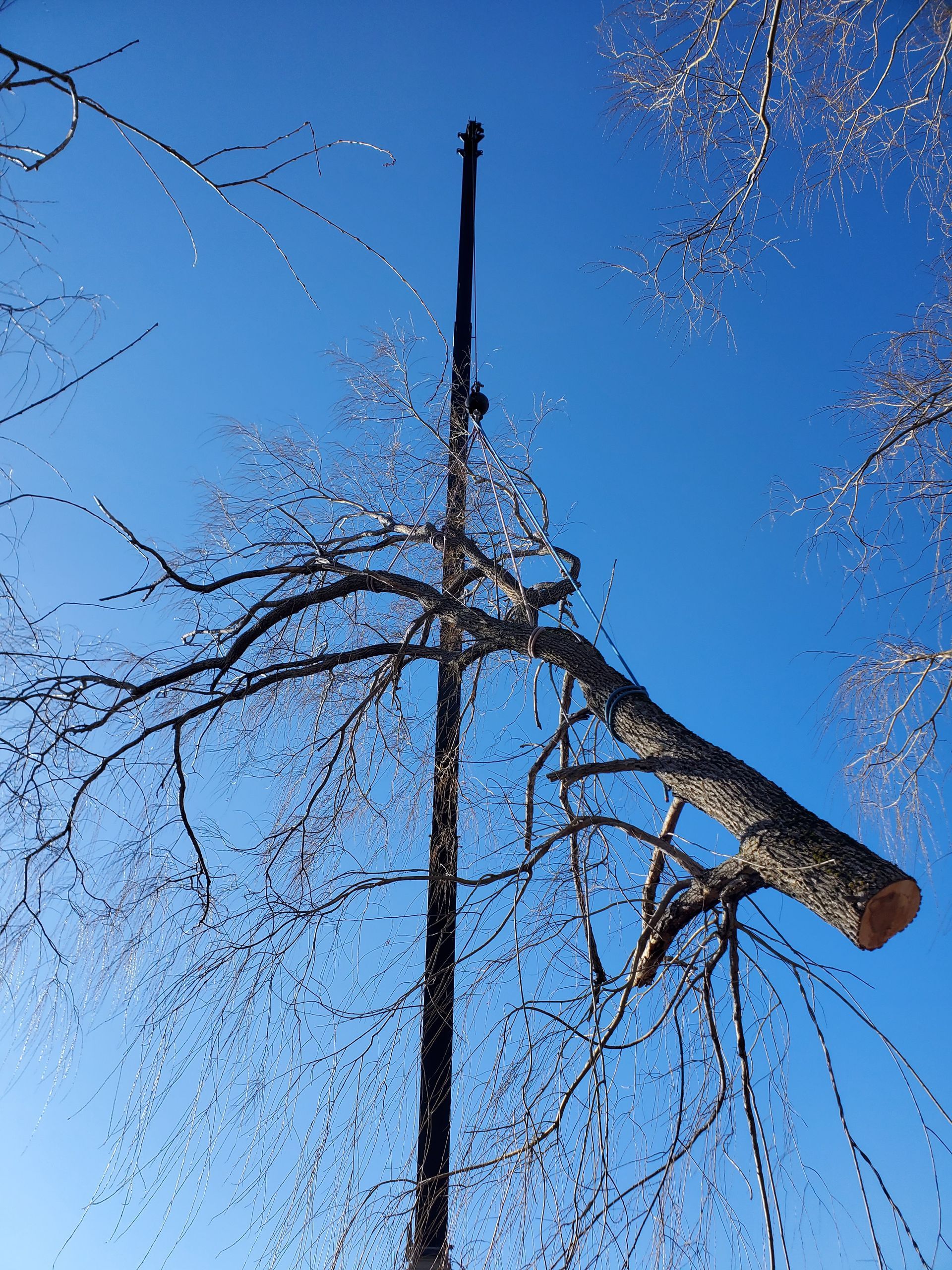 A tree stump is hanging from a pole against a blue sky