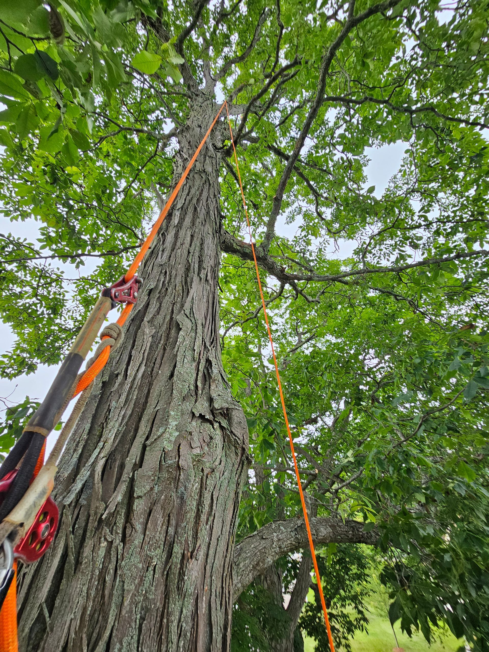 A person is climbing a tree with a rope attached to it.