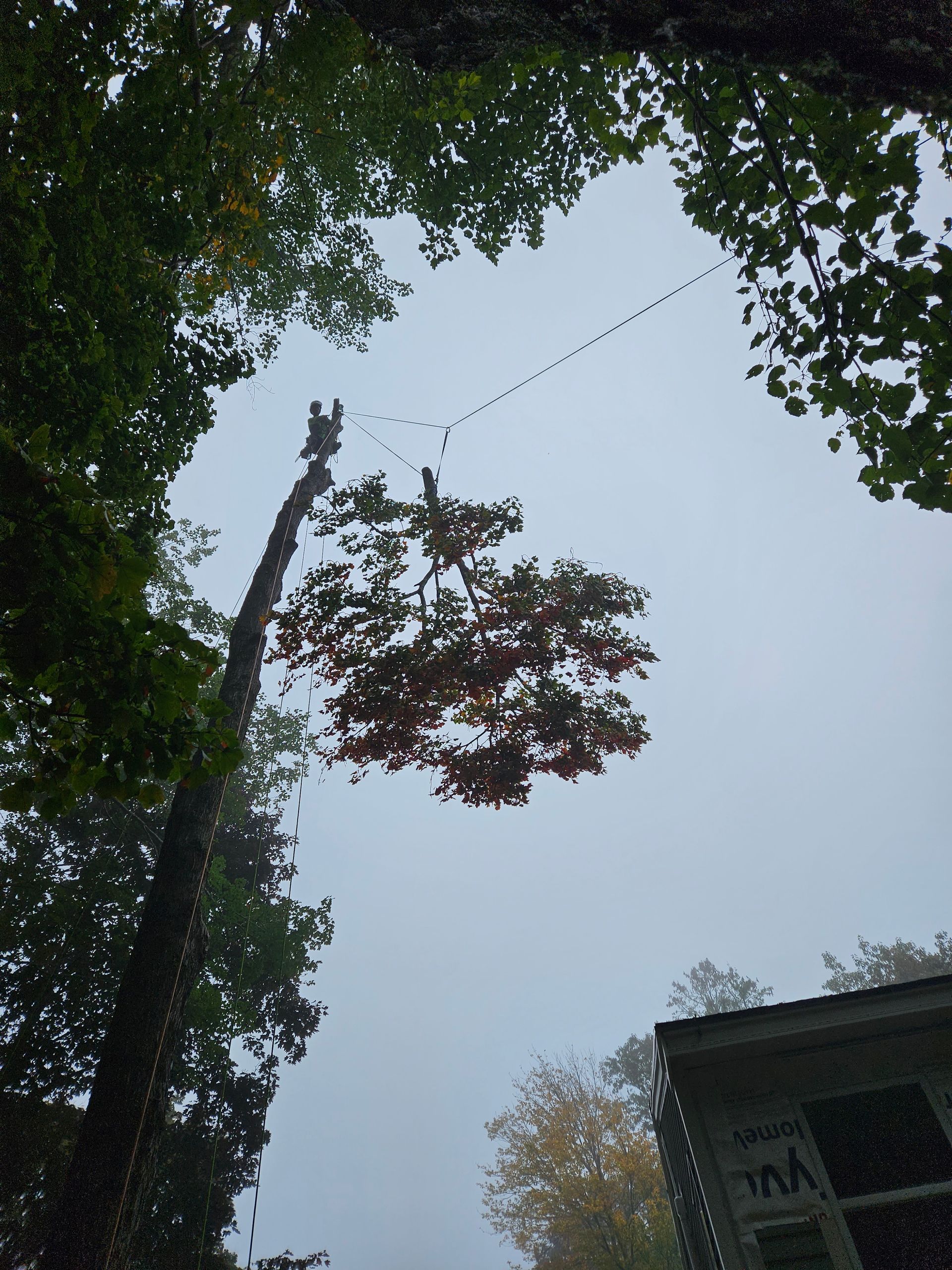Looking up at a tree with a house in the background