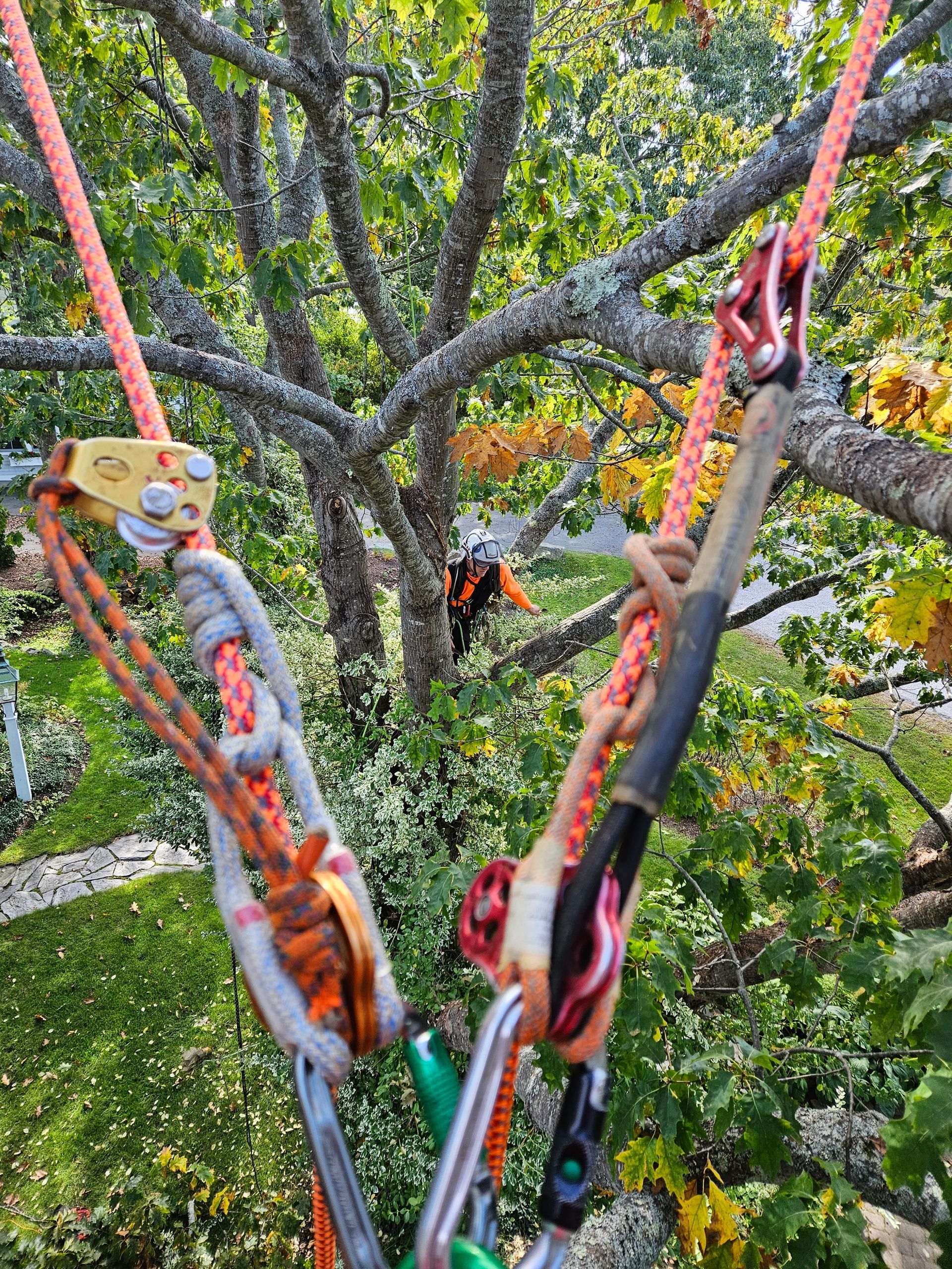 A person is climbing a tree with ropes and carabiners.