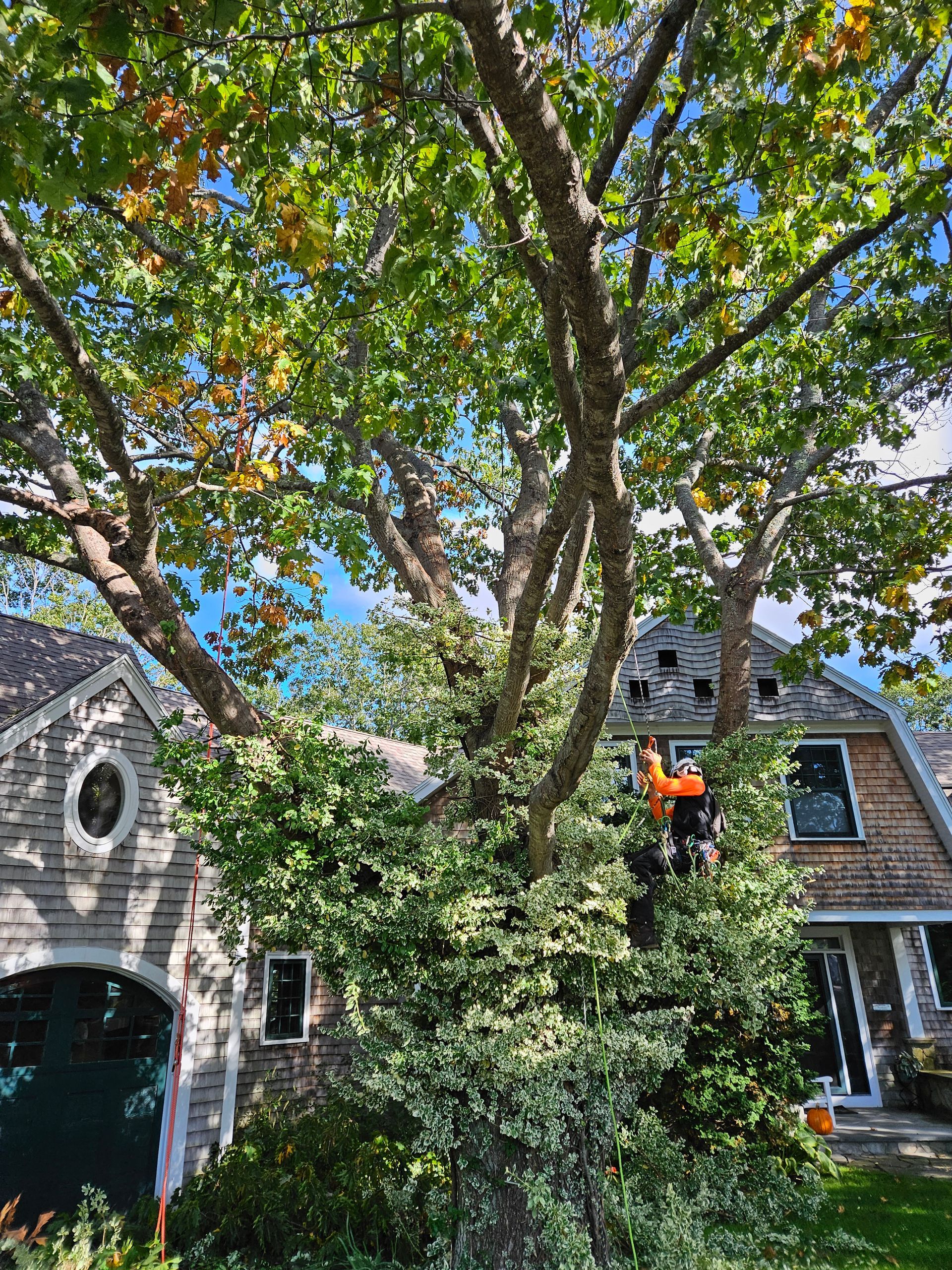 A man is climbing a tree in front of a house.