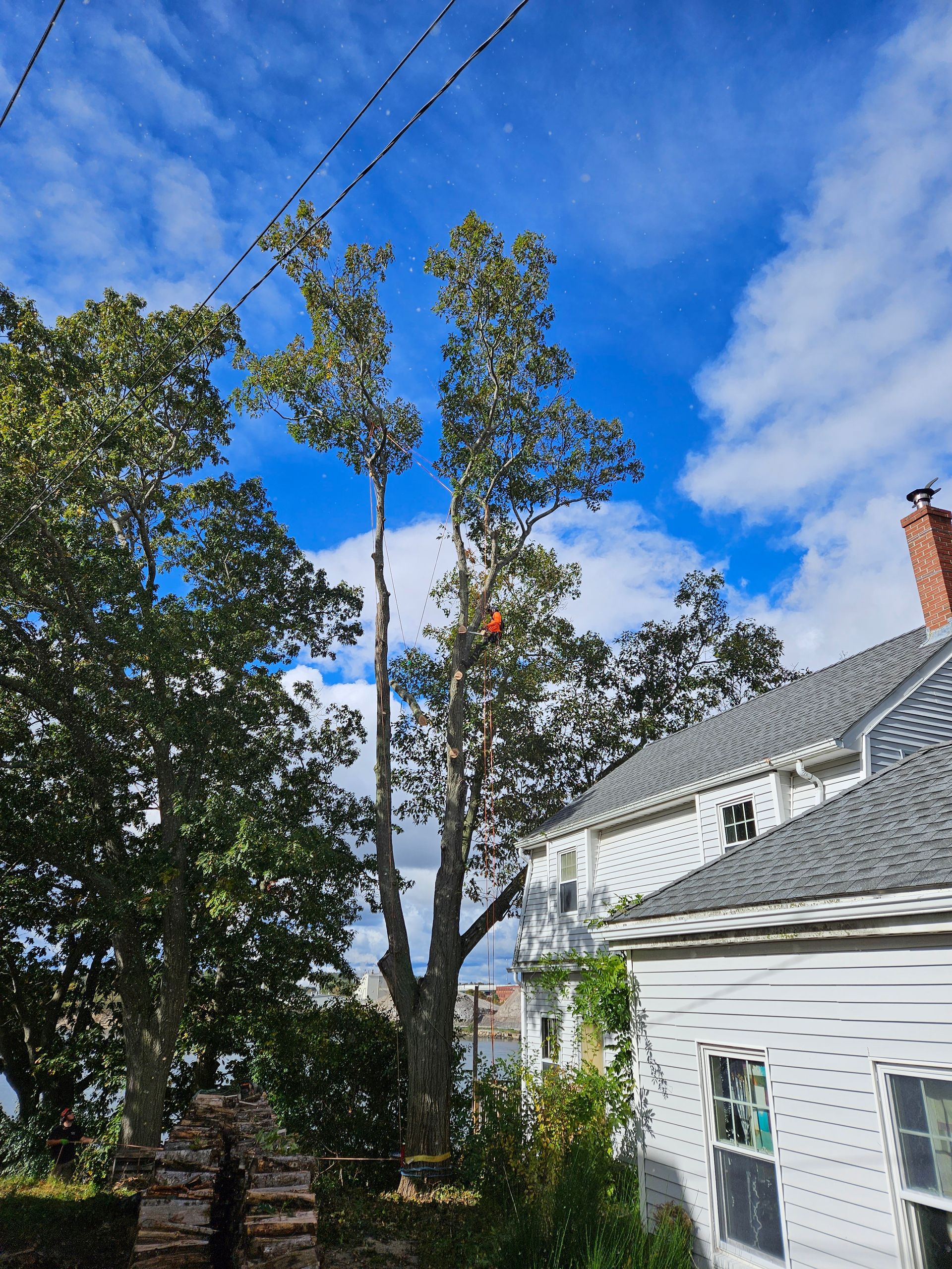 A tree is being cut down in front of a house