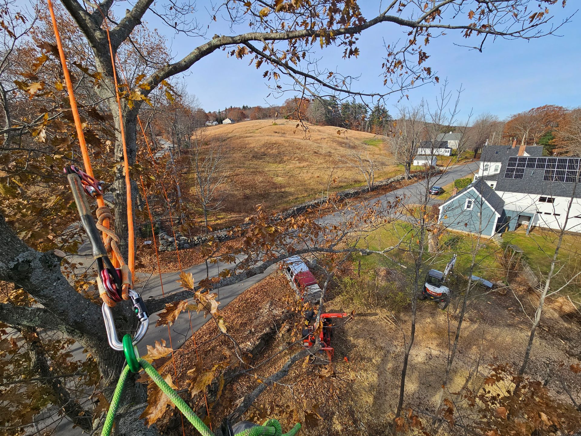 A person is hanging from a tree in a forest with a house in the background.