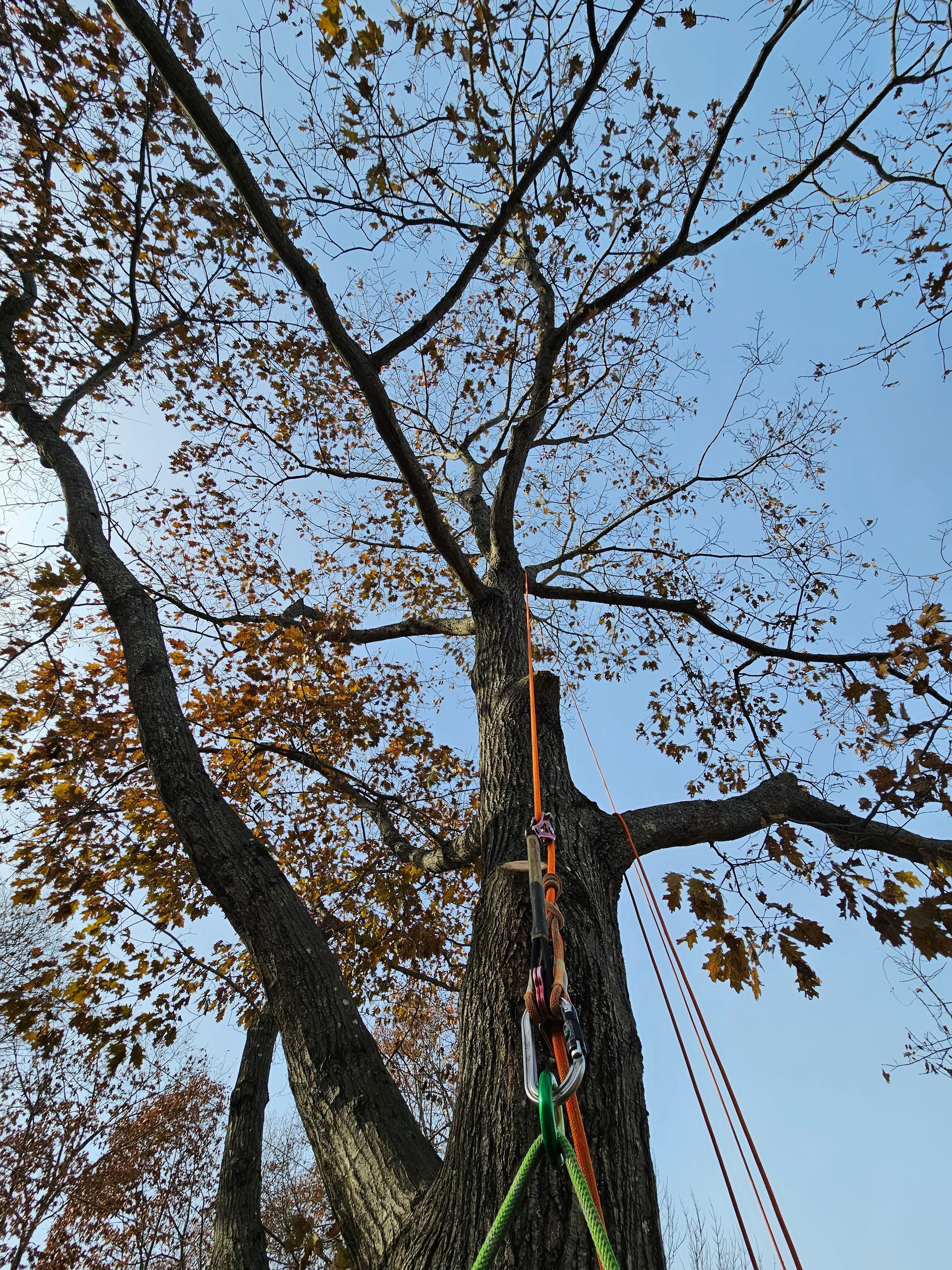 A person is climbing a tree with a rope attached to it