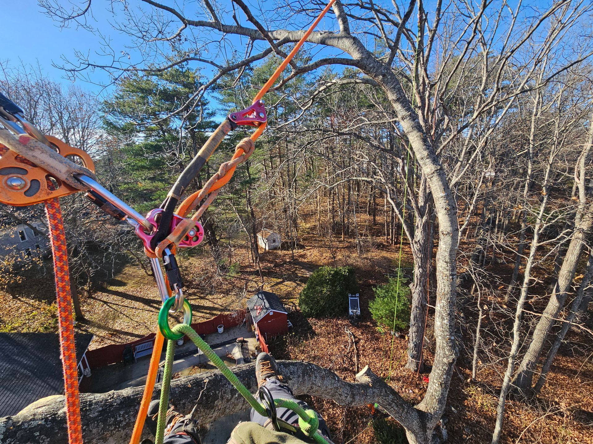A person is climbing a tree with ropes and a harness.