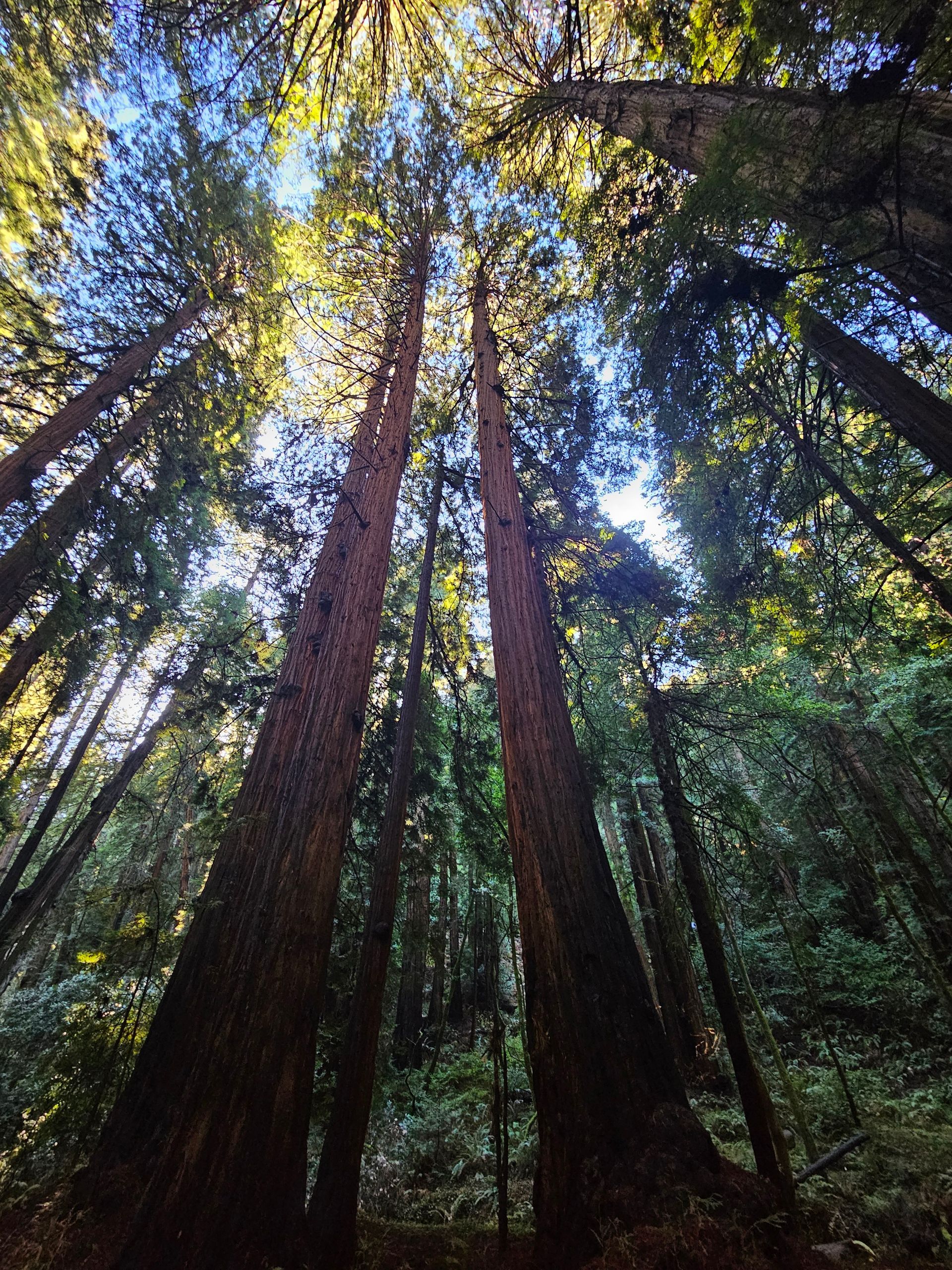 The sun is shining through the trees in the forest