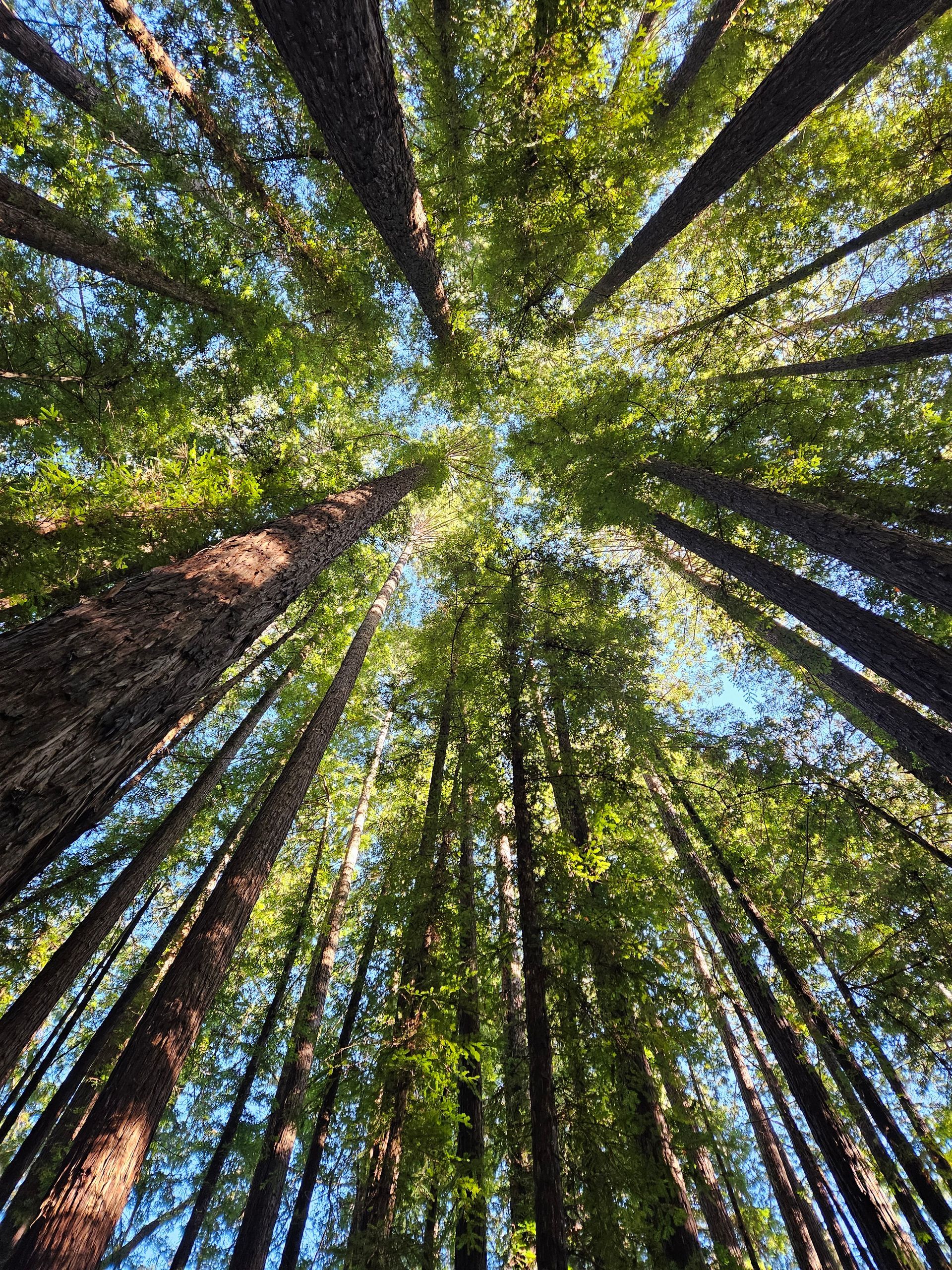 Looking up at the trees in a forest with the sun shining through the trees.