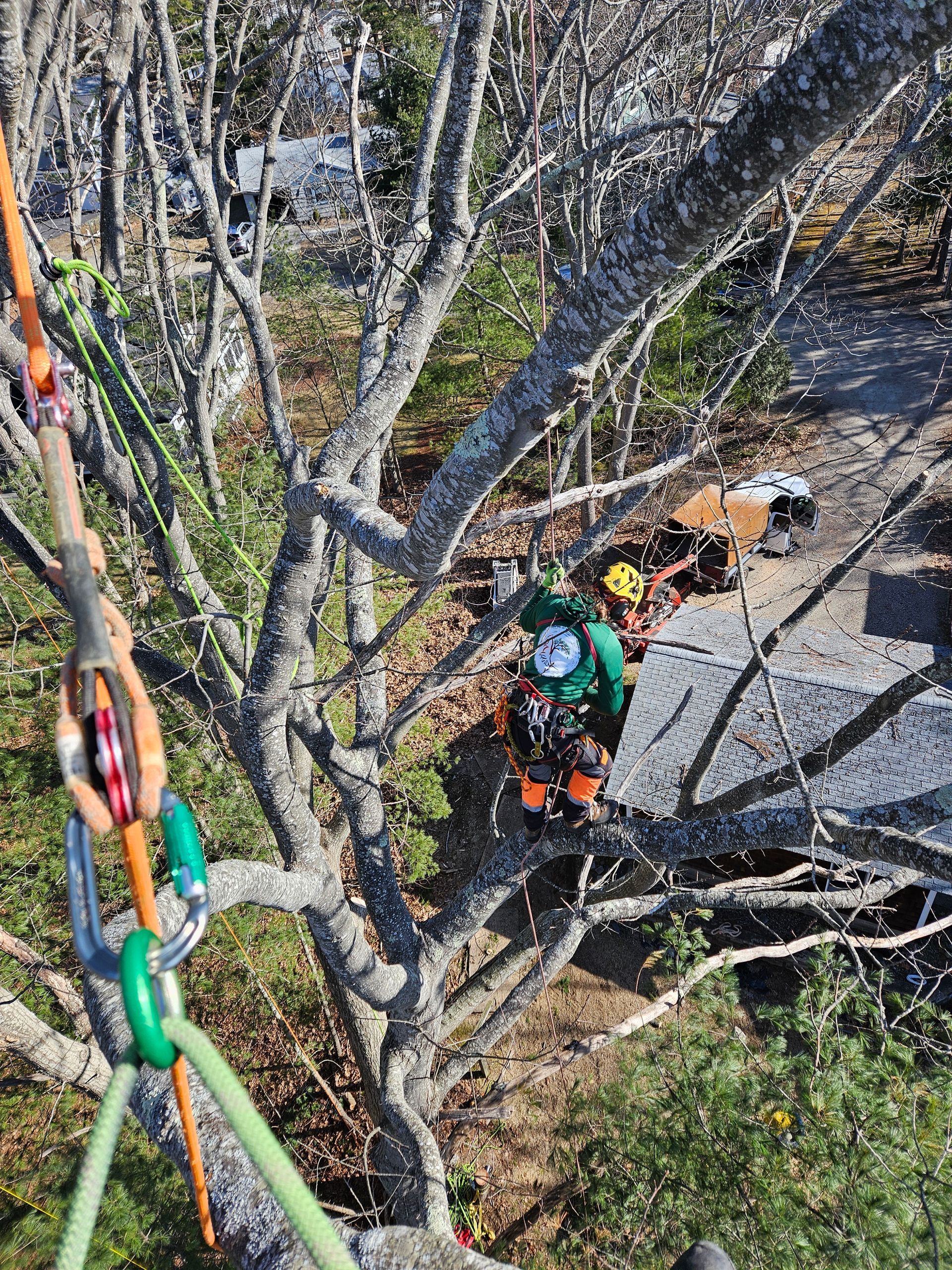 A man is cutting down a tree with a chainsaw.