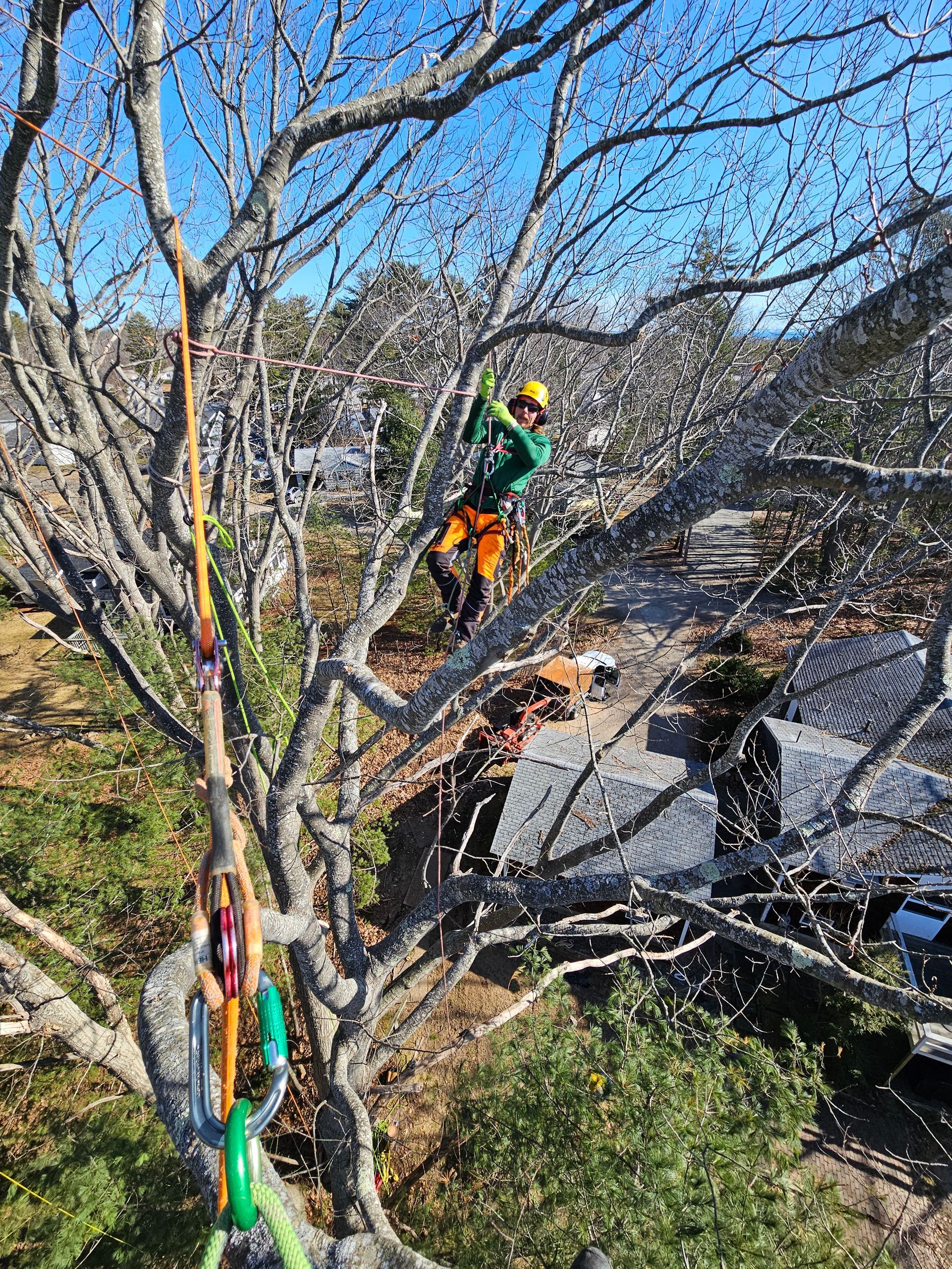A man is cutting a tree with a chainsaw.