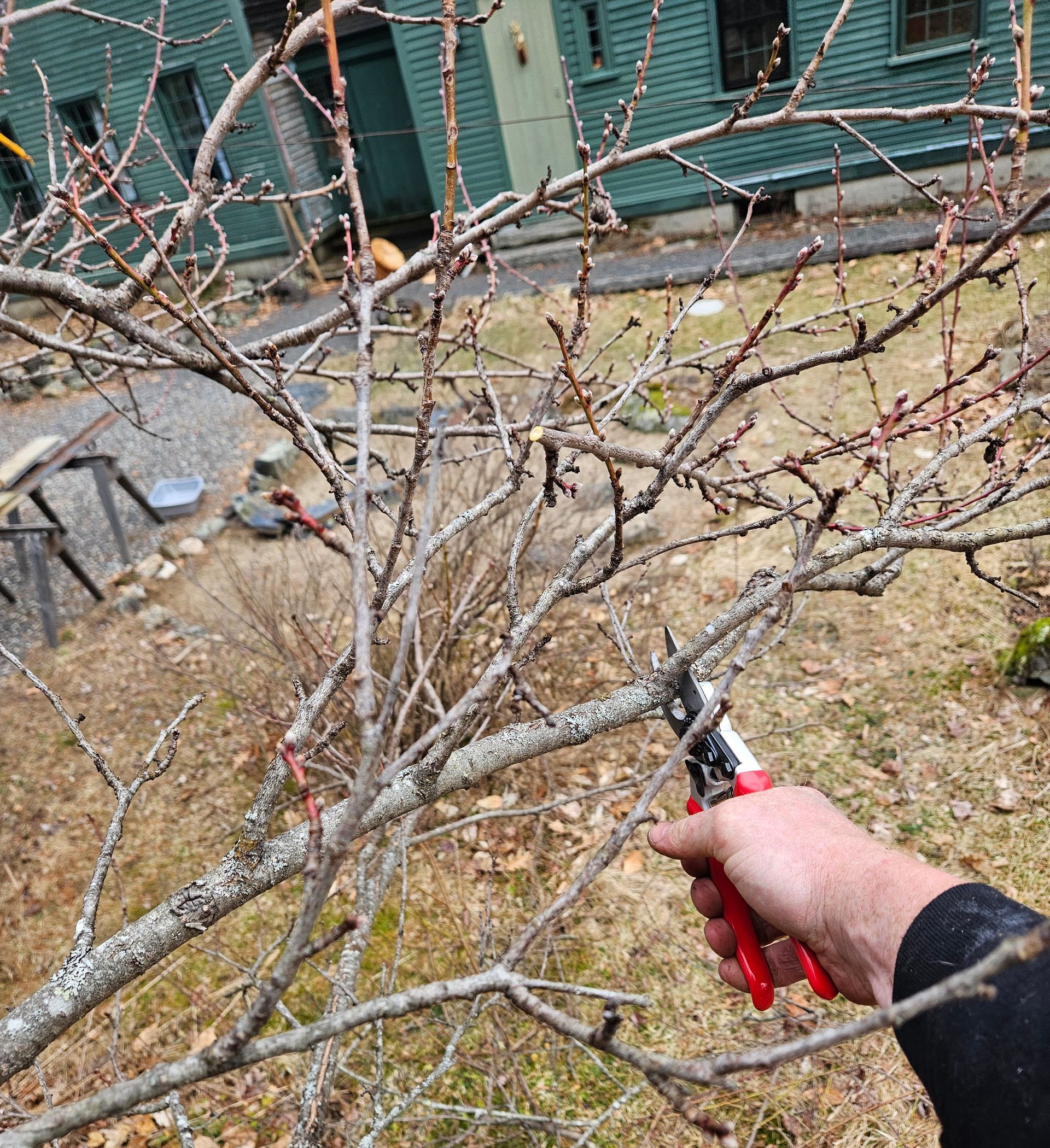 A person is cutting a tree branch with a pair of scissors.