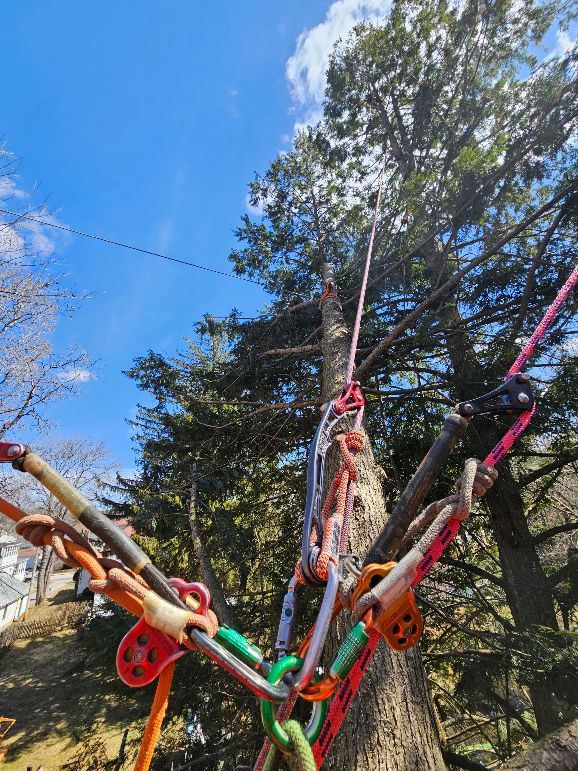 A person is climbing a tree with ropes and pulleys attached to it.
