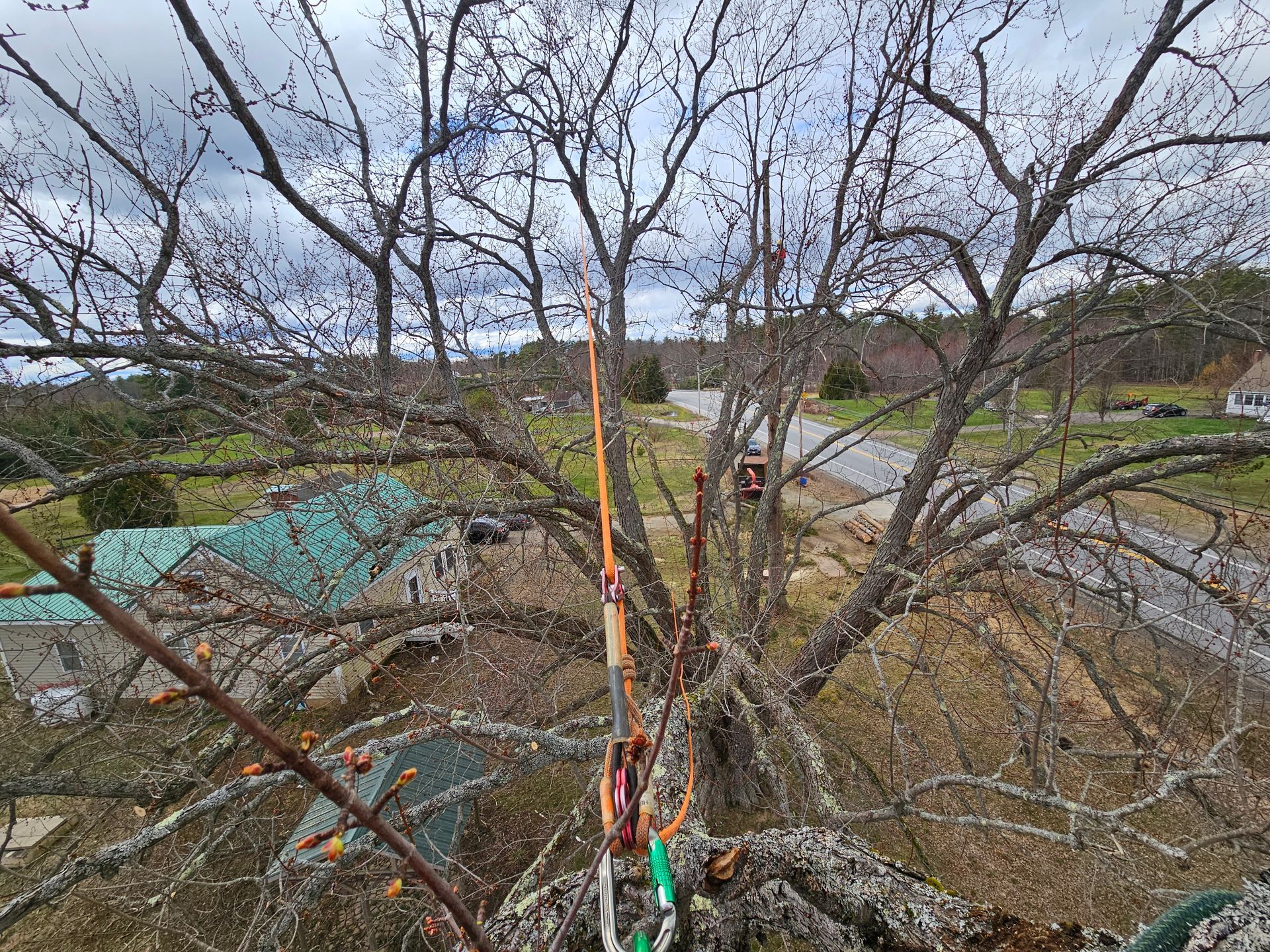 A tree with a lot of branches and a rope hanging from it.