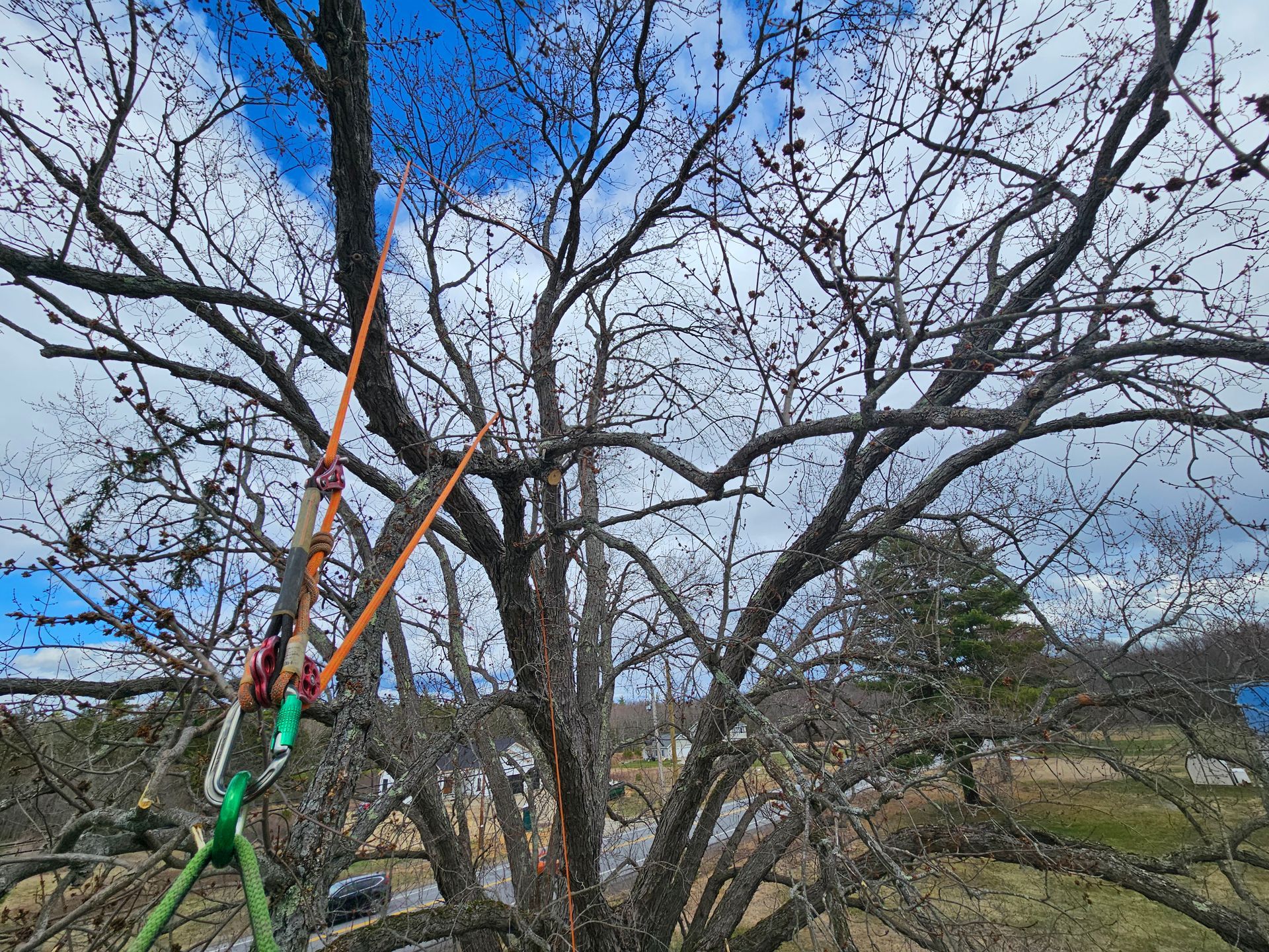 A person is cutting a tree with a chainsaw.