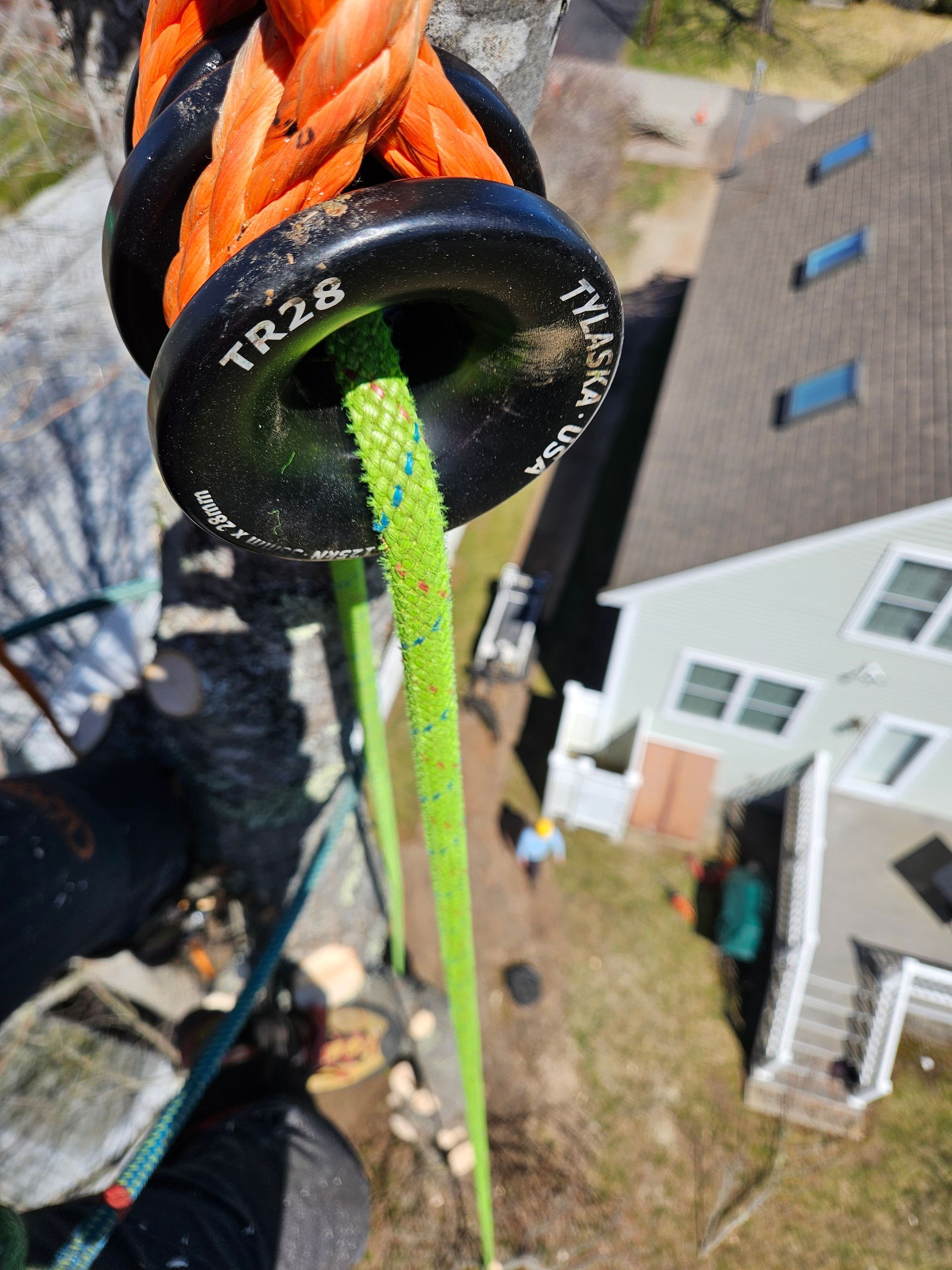 A person is climbing a tree with a rope attached to it.