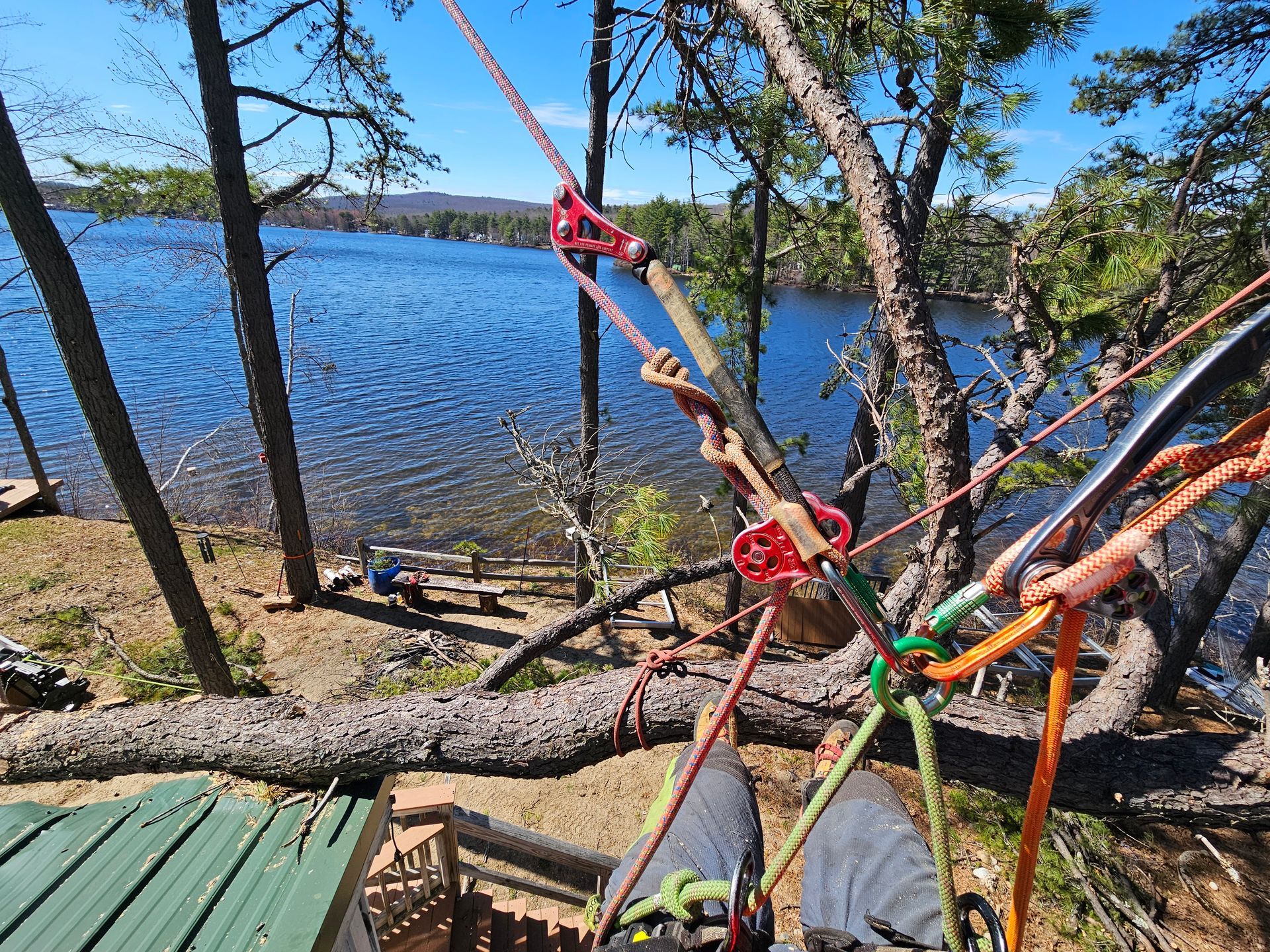 A person is hanging from a tree branch overlooking a lake.