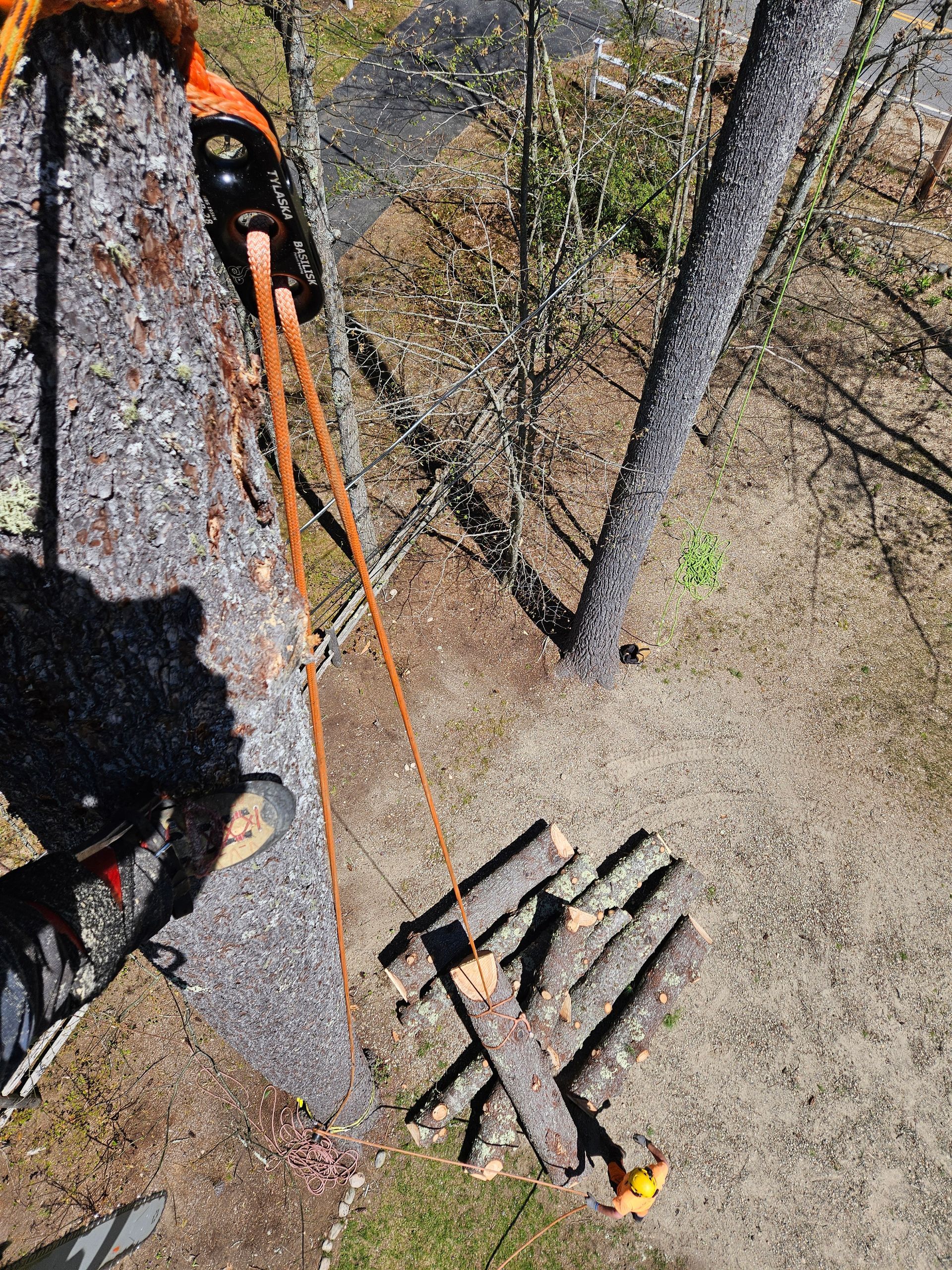 A person is cutting a tree with a chainsaw.