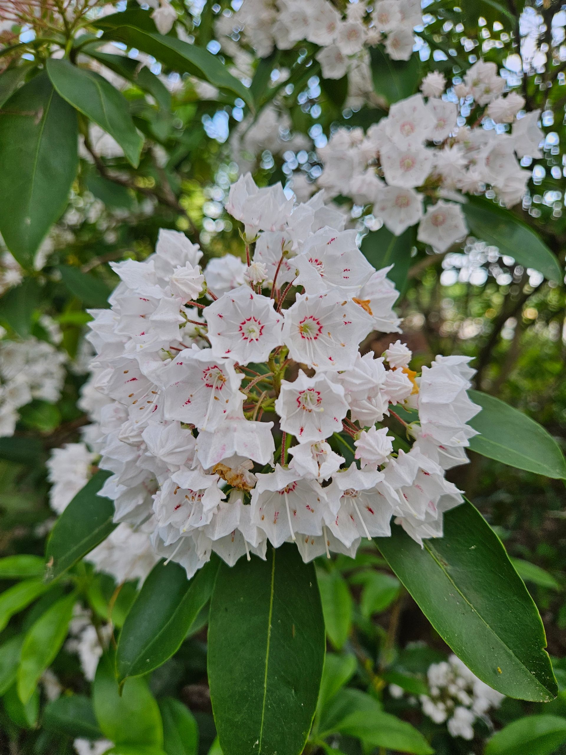 A close up of a bush with white flowers and green leaves.