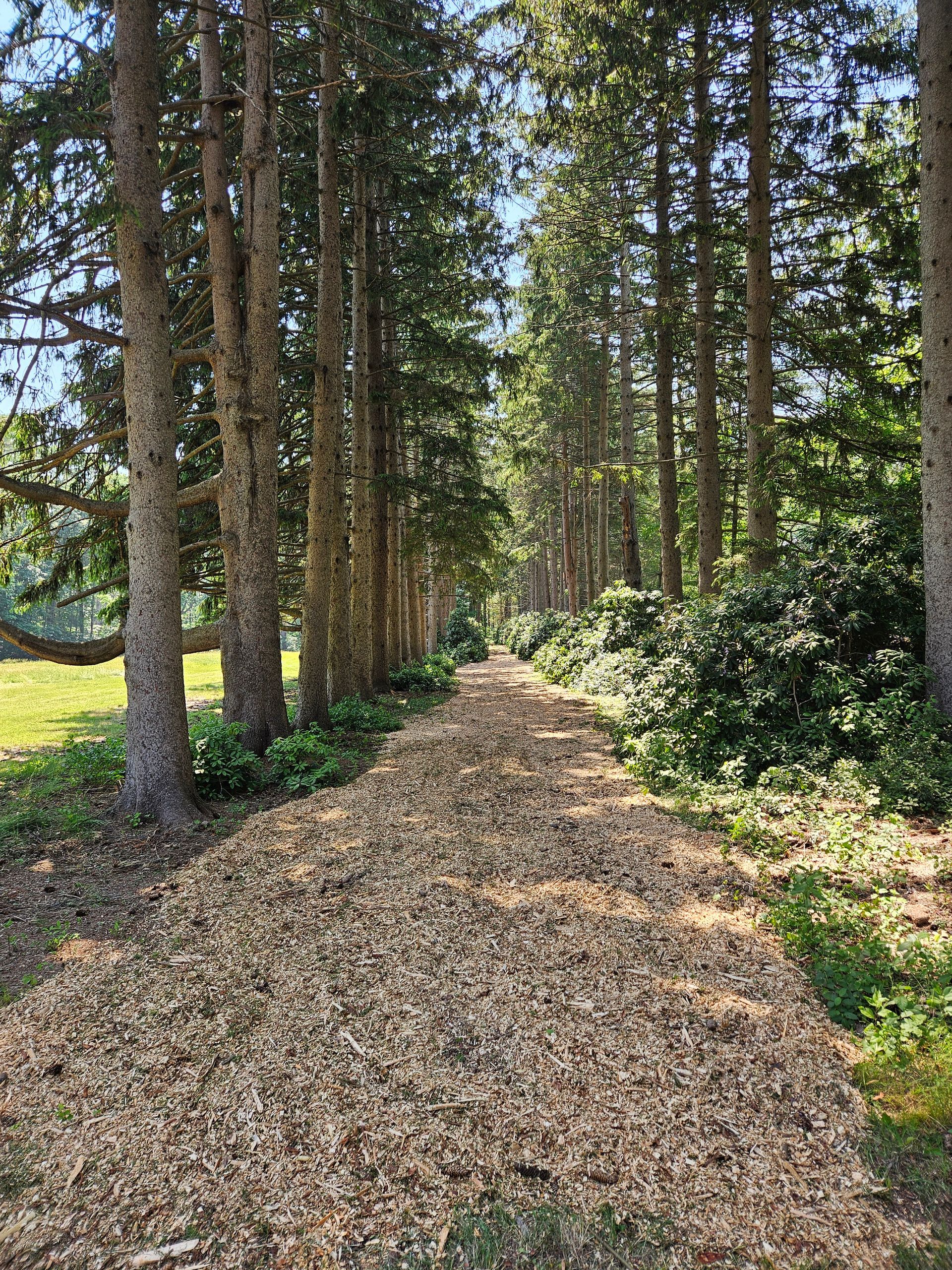 A path in the middle of a forest lined with pine trees.