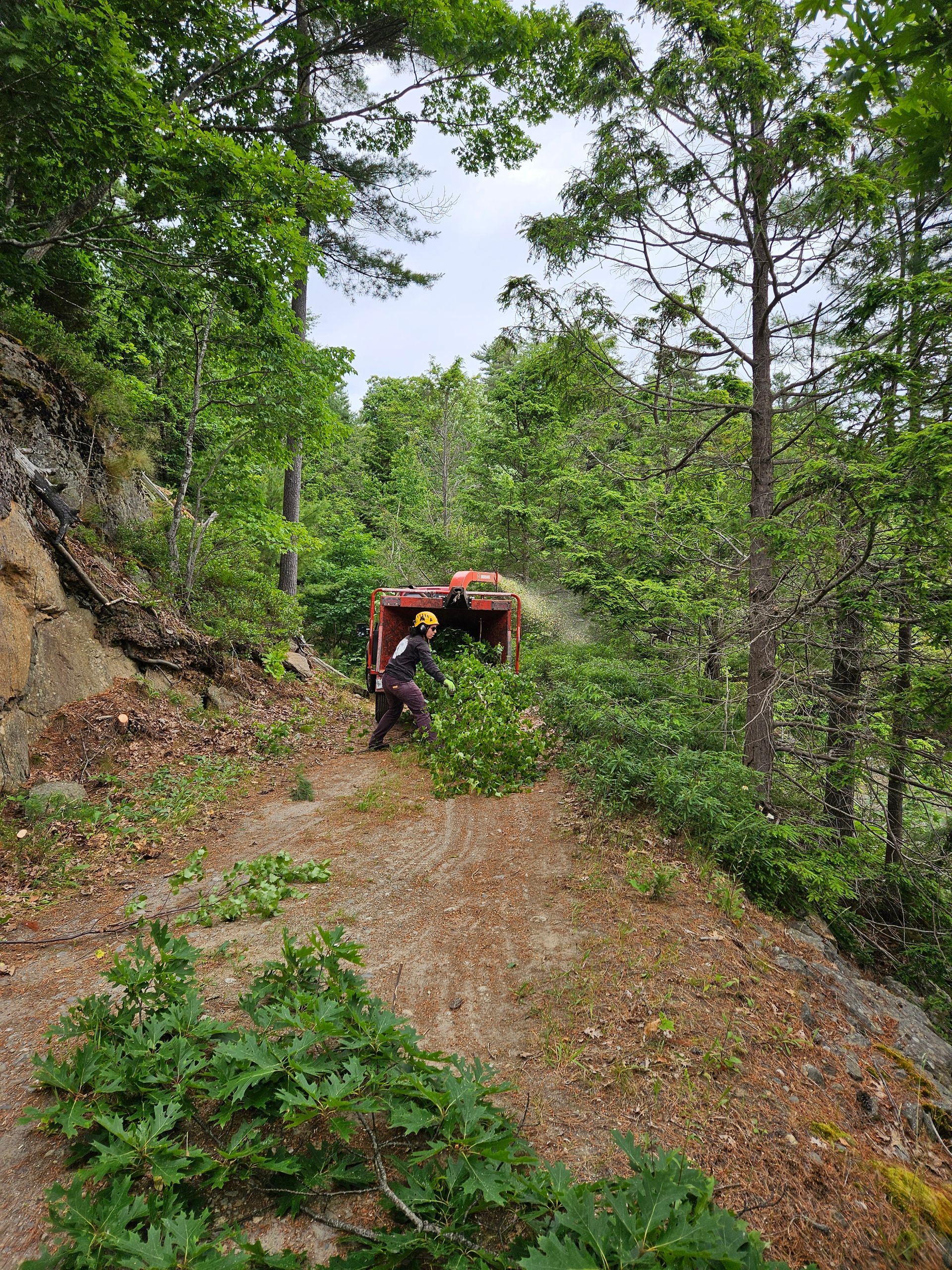 A man is cutting trees in the woods with a chainsaw.