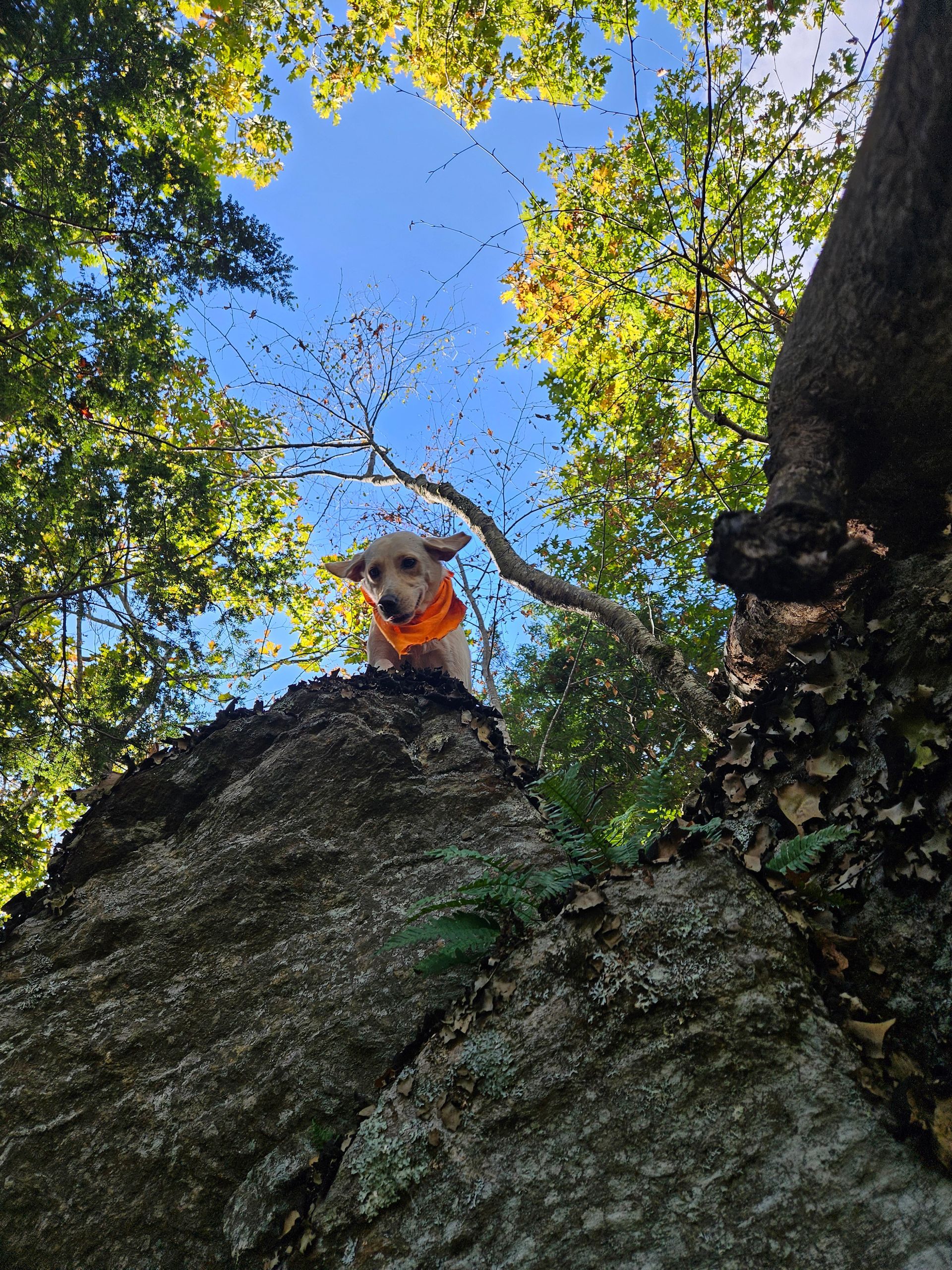 A dog wearing an orange bandana is sitting on top of a rock