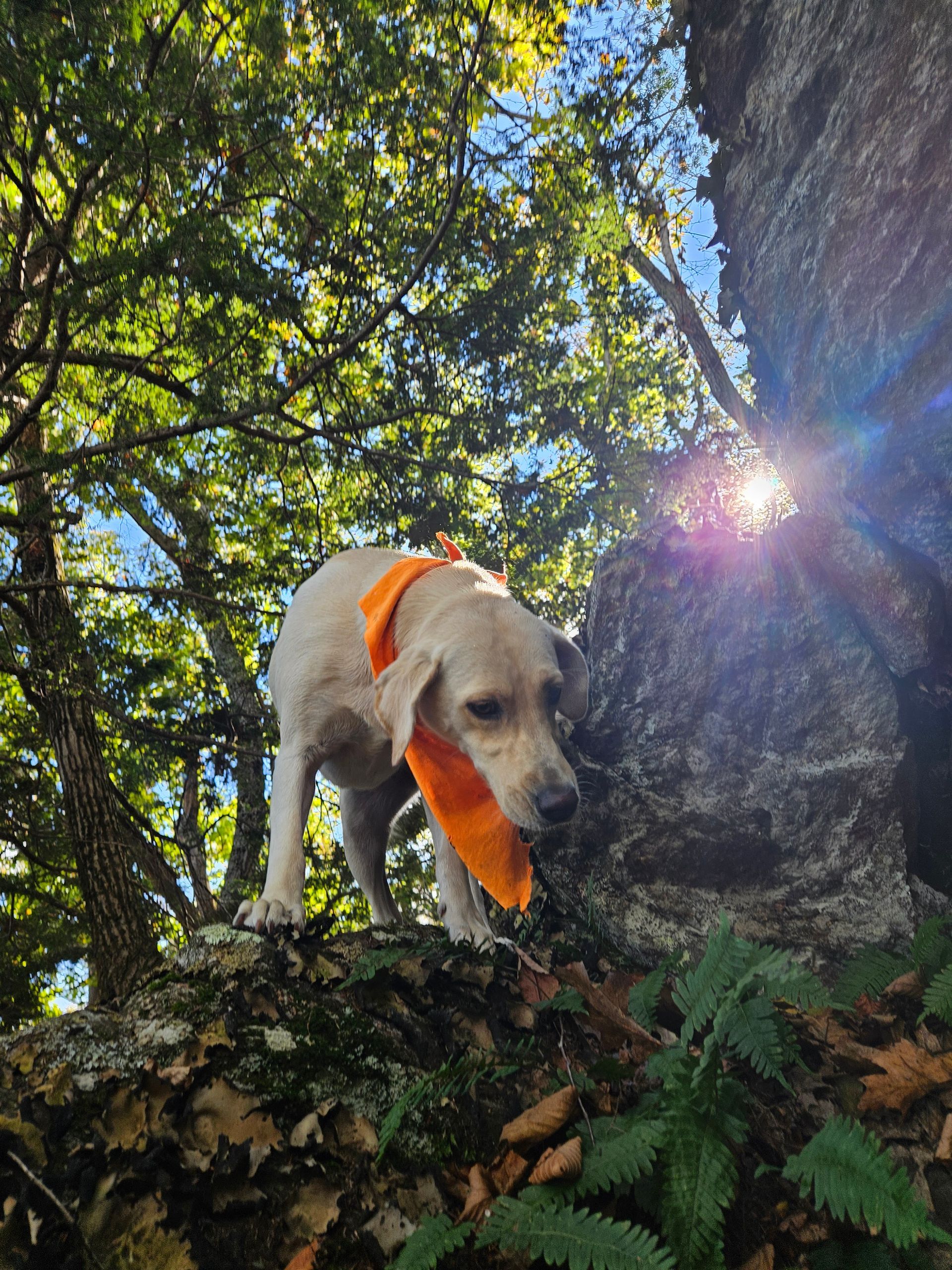 A dog wearing an orange bandana is standing on a rock in the woods.