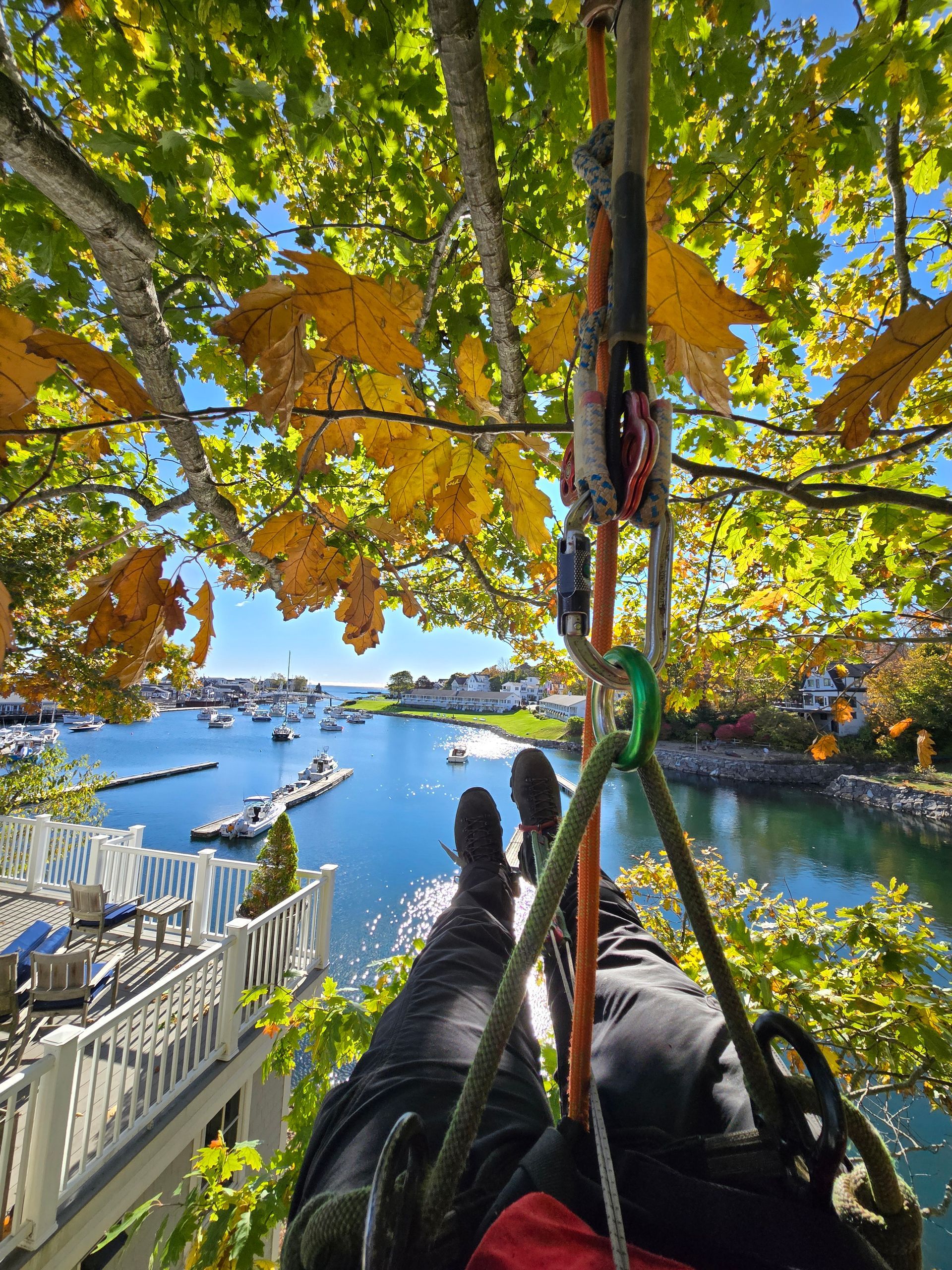 A person is hanging from a rope in a tree overlooking a body of water.