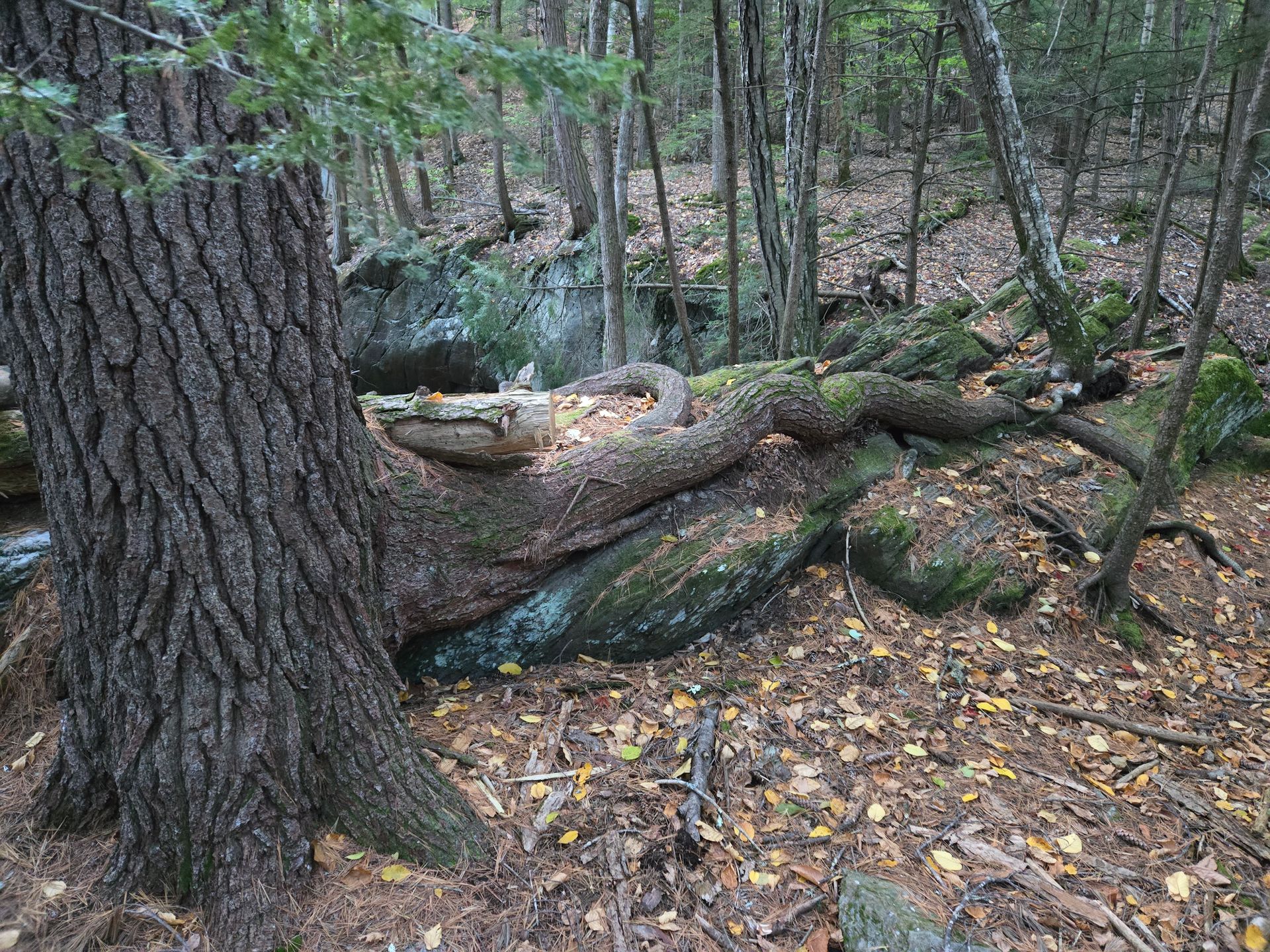 A tree trunk in the middle of a forest with rocks and leaves on the ground.
