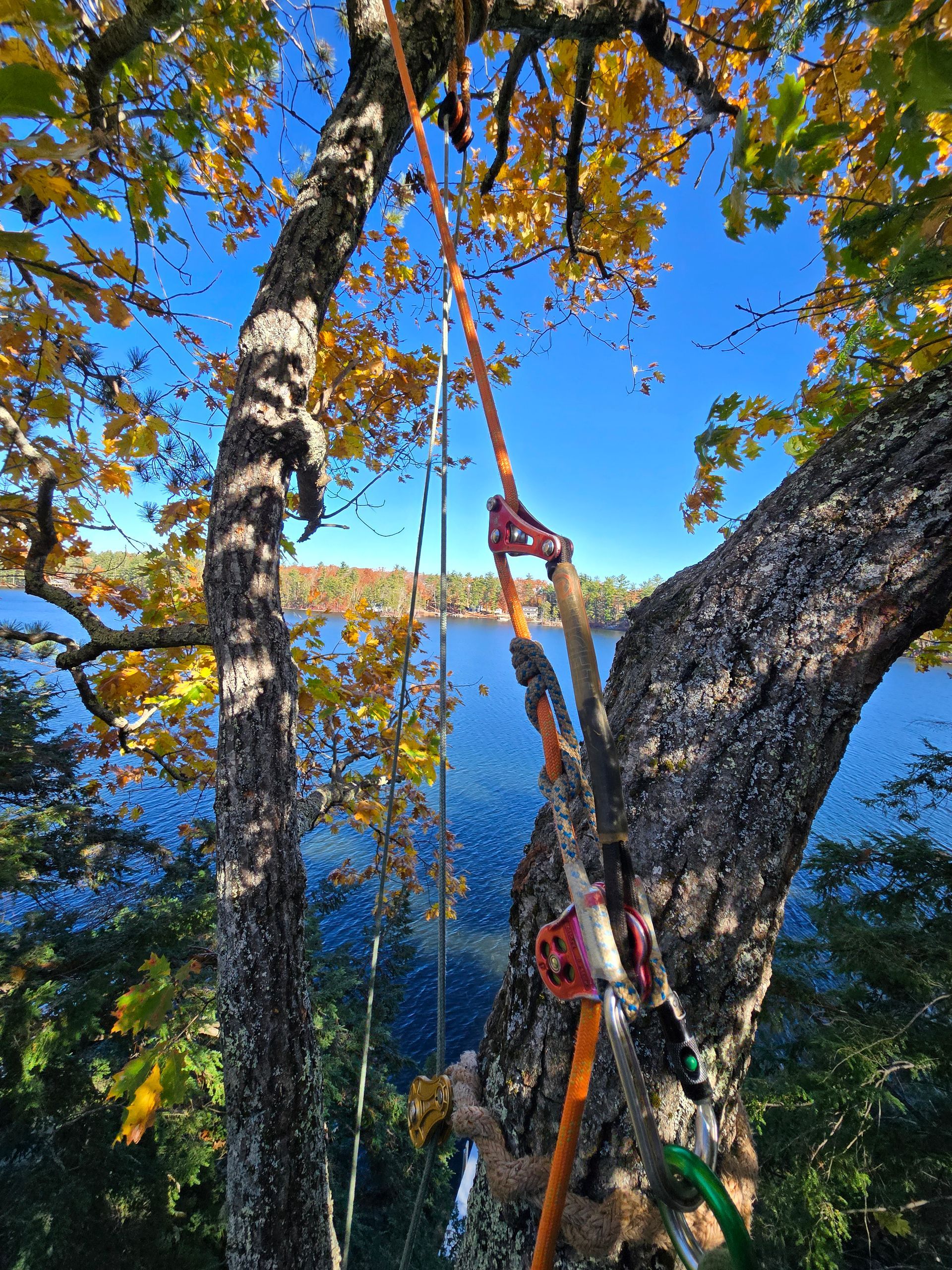 A person is climbing a tree with a lake in the background