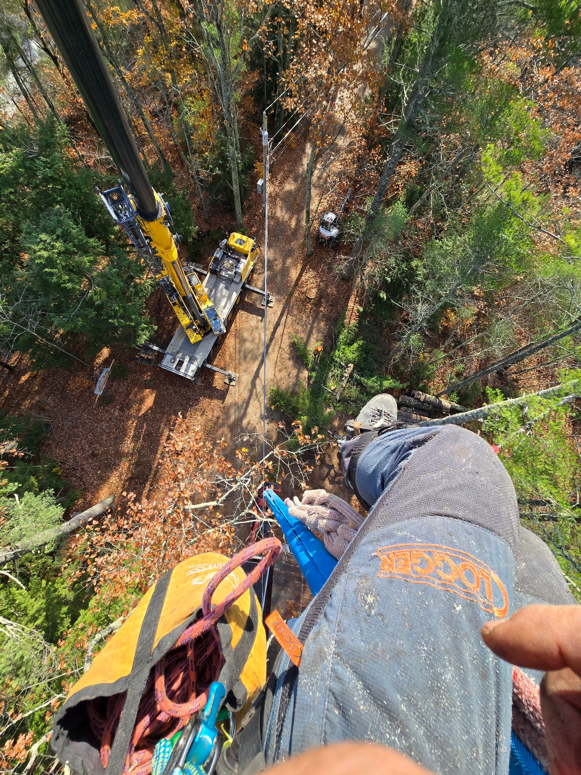 A person is looking down at a crane in the woods.