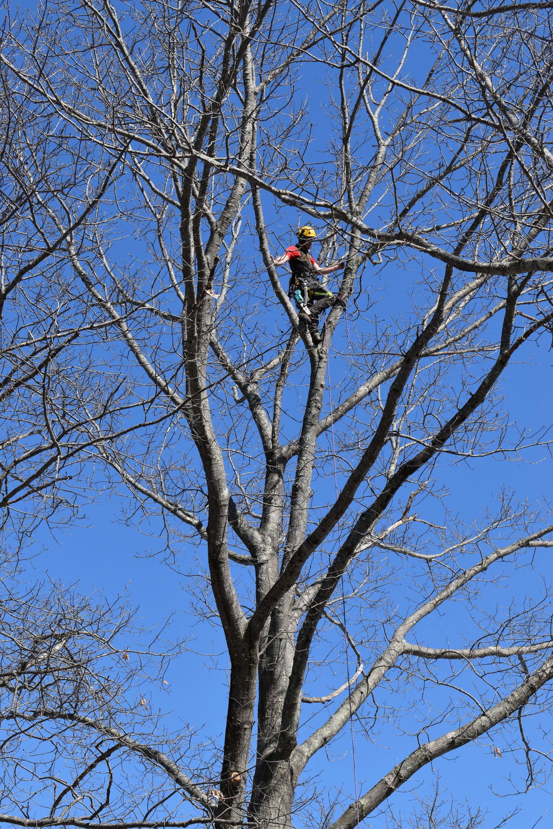 A man is climbing a tree with a chainsaw.