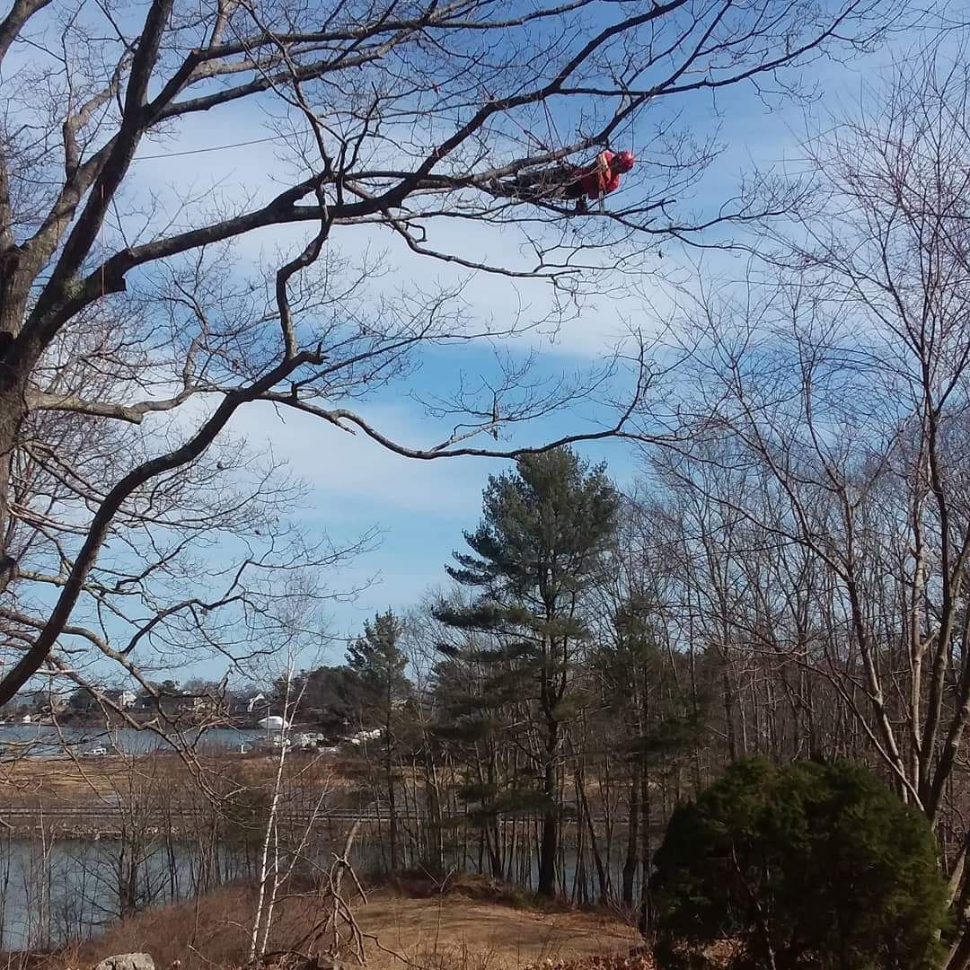 A bird is perched on a tree branch overlooking a body of water.