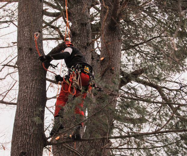 A man is climbing a tree with a rope around his neck.