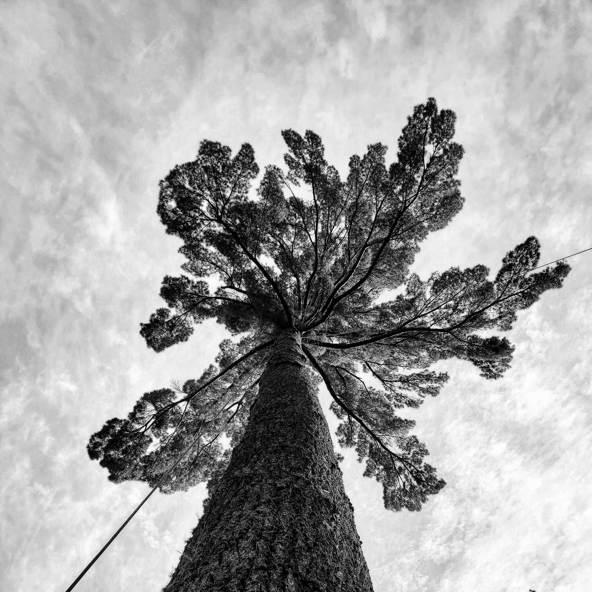 A black and white photo of a tree against a cloudy sky
