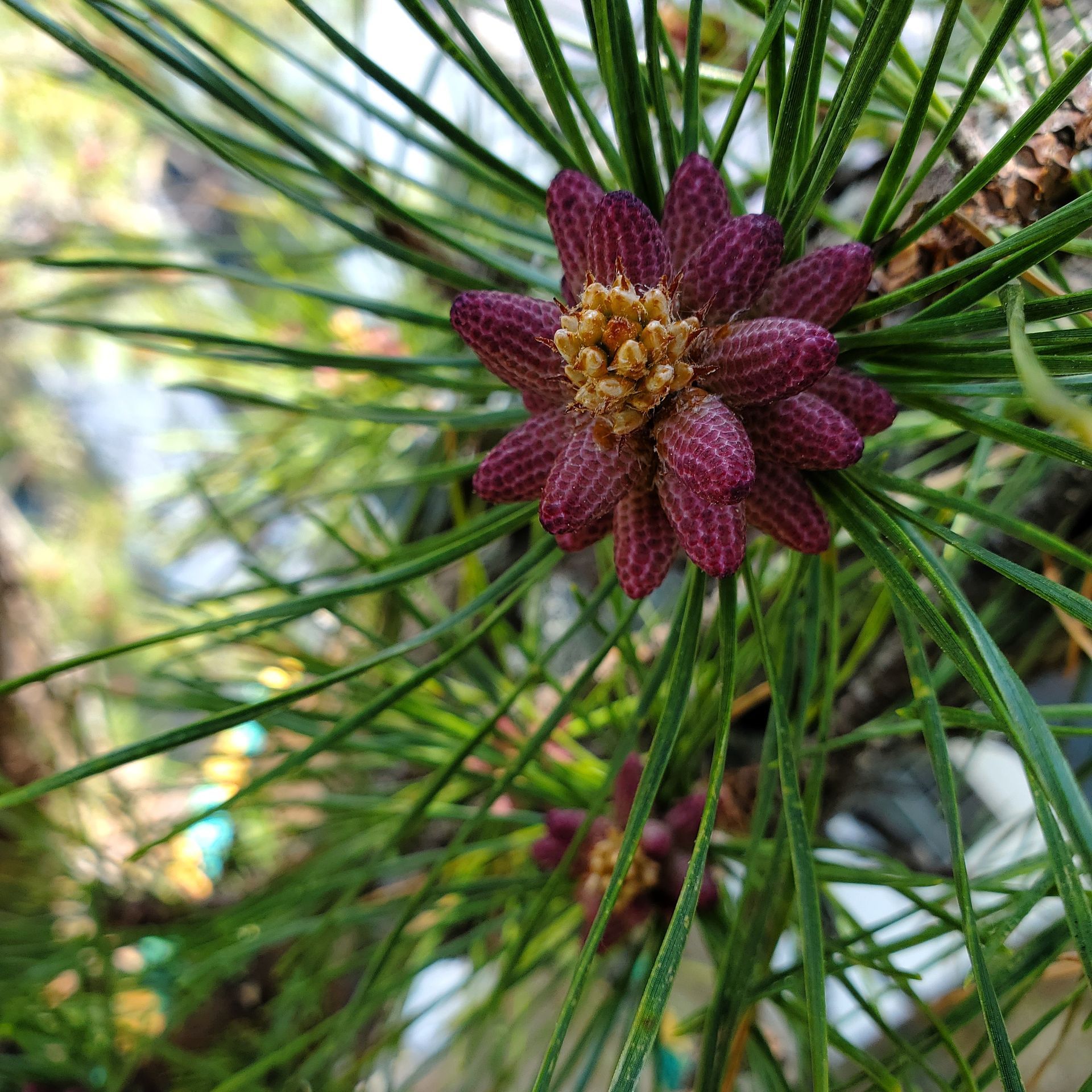 A close up of a purple flower on a pine tree
