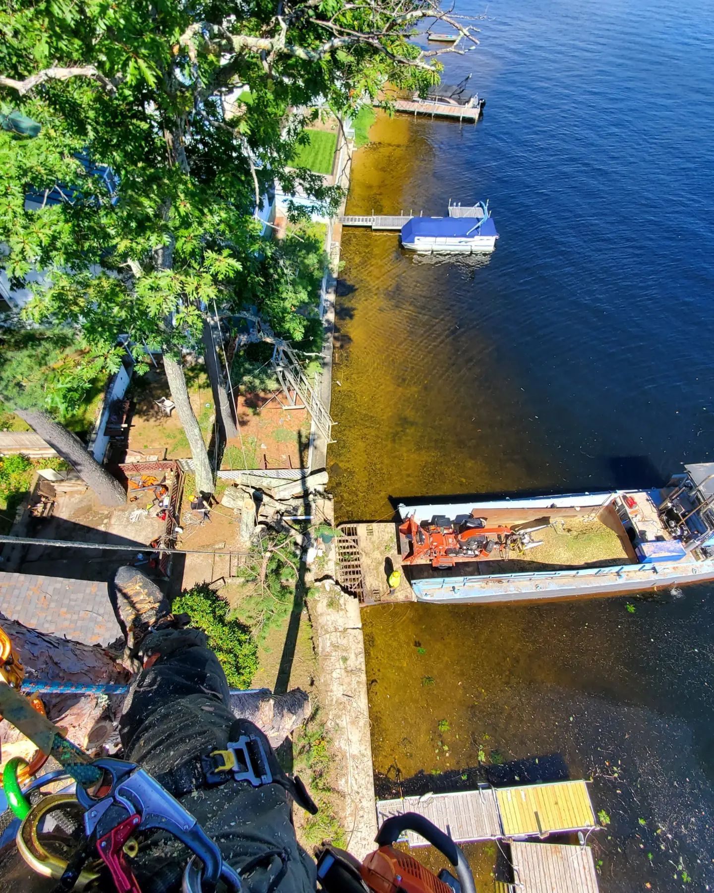 A person is climbing a tree overlooking a lake.