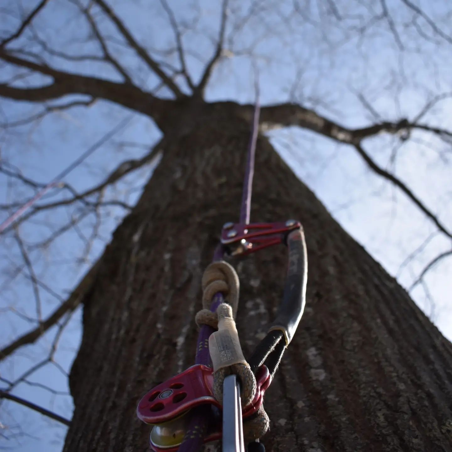 A person is climbing a tree with a rope attached to it