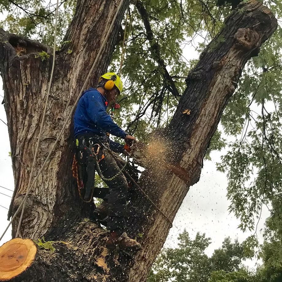 A man is cutting a tree with a chainsaw.