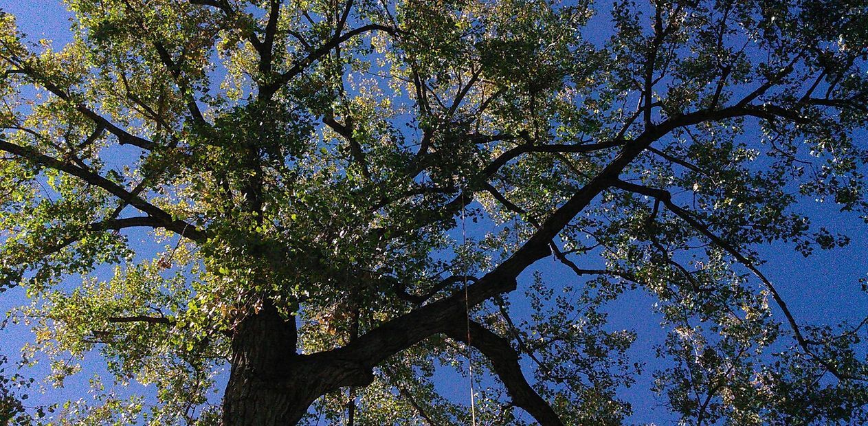 Looking up at a tree with lots of leaves against a blue sky