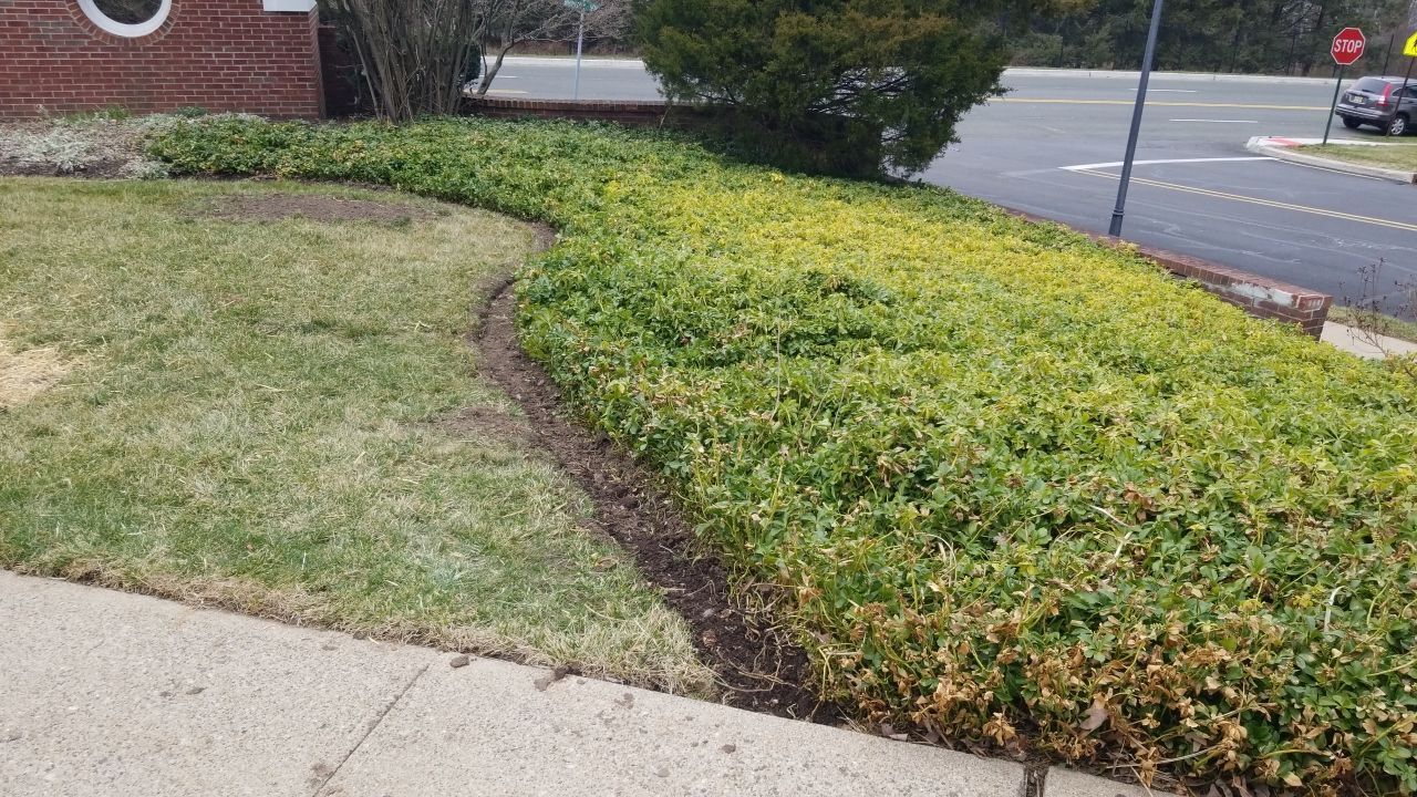 A bush is growing on the side of a road next to a sidewalk.