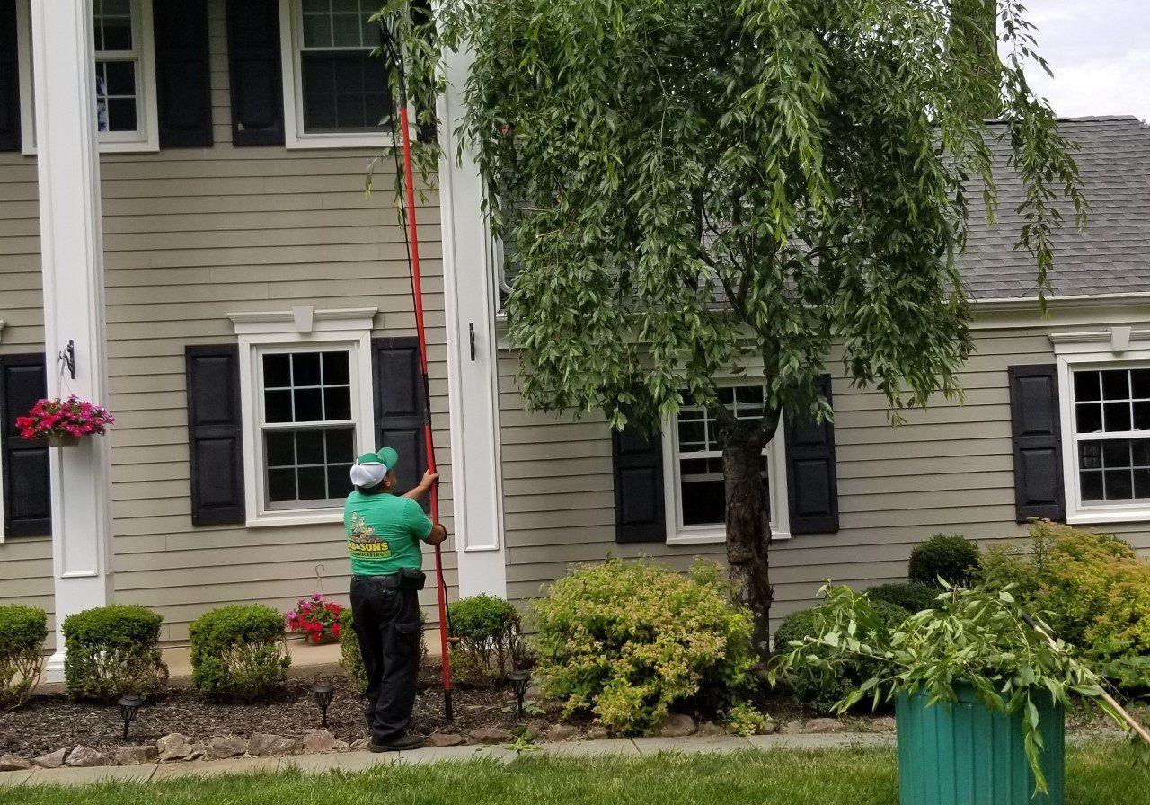 Tree Maintenance
