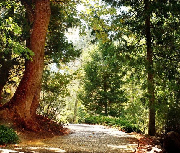 A path in the middle of a forest with trees on both sides