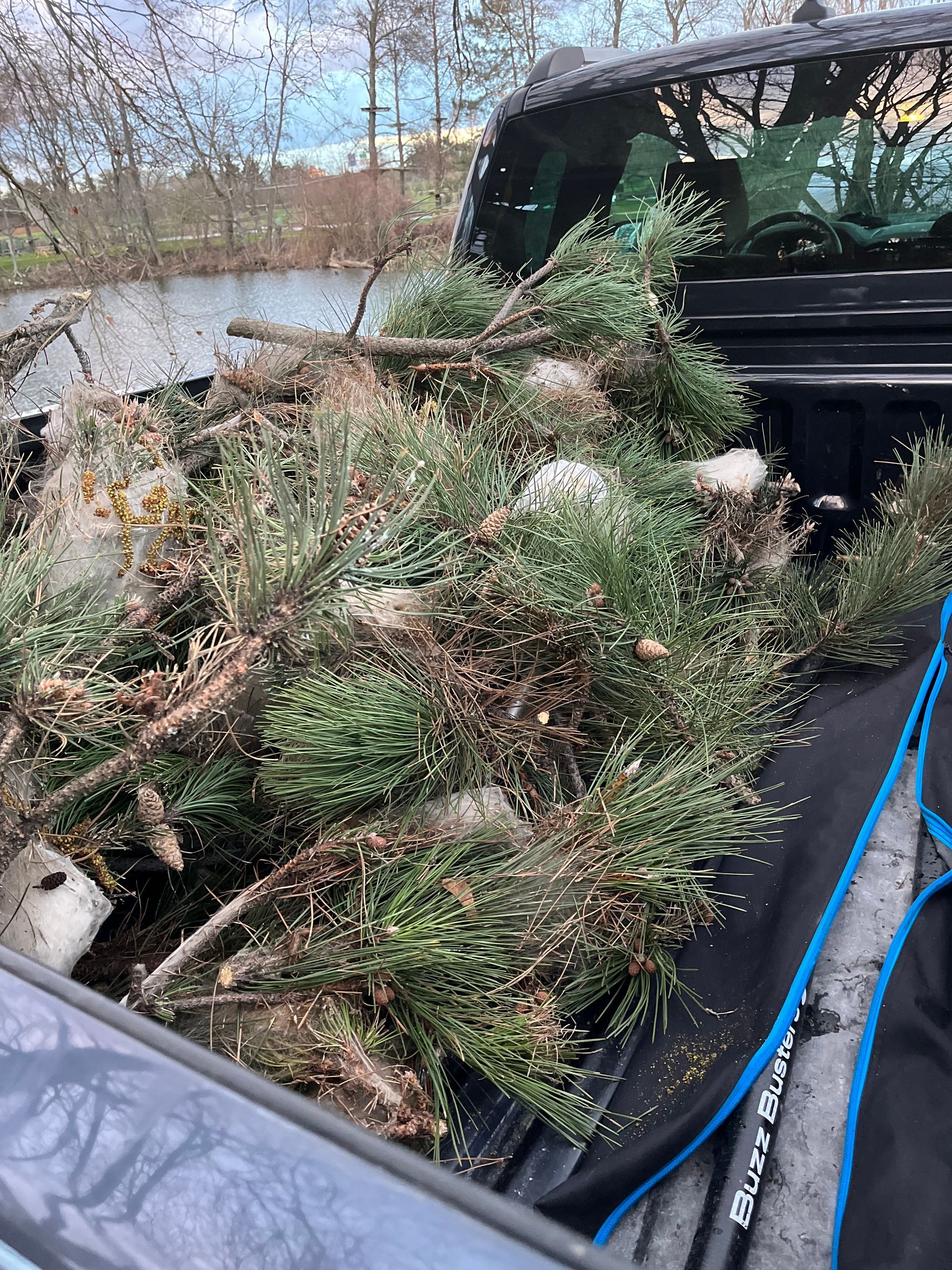 L'arrière d'un camion rempli de beaucoup de branches et de feuilles.