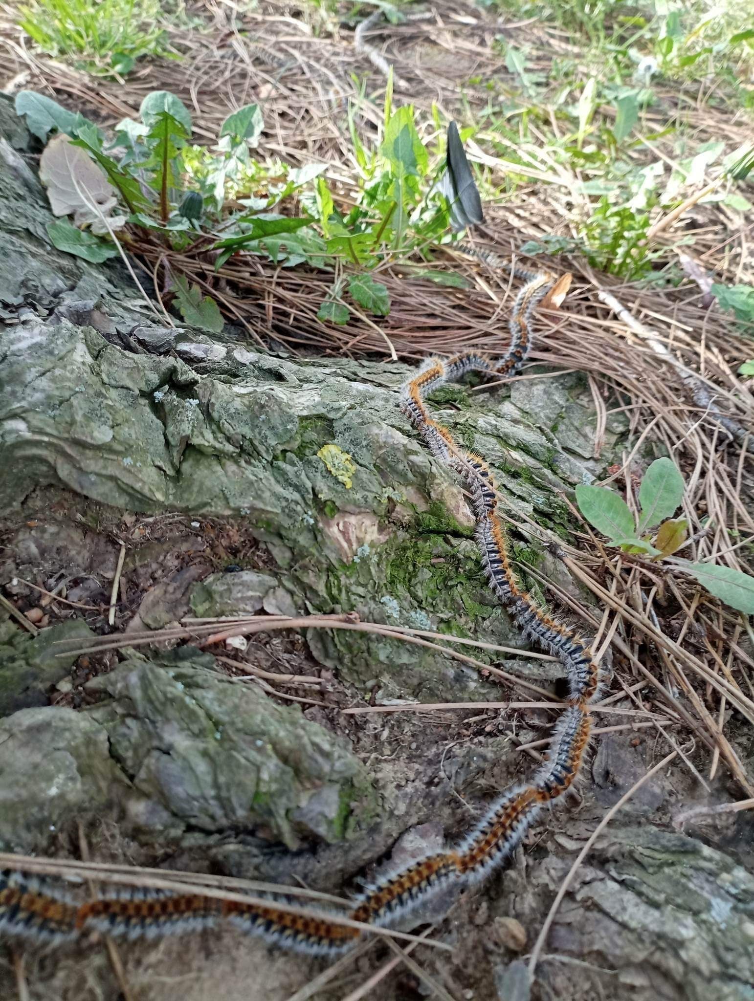 Un gros plan d'un serpent rampant sur un tronc d'arbre.