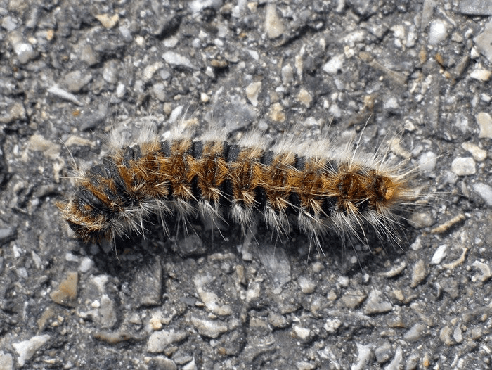 Un gros plan d'une chenille rampant sur le sol.